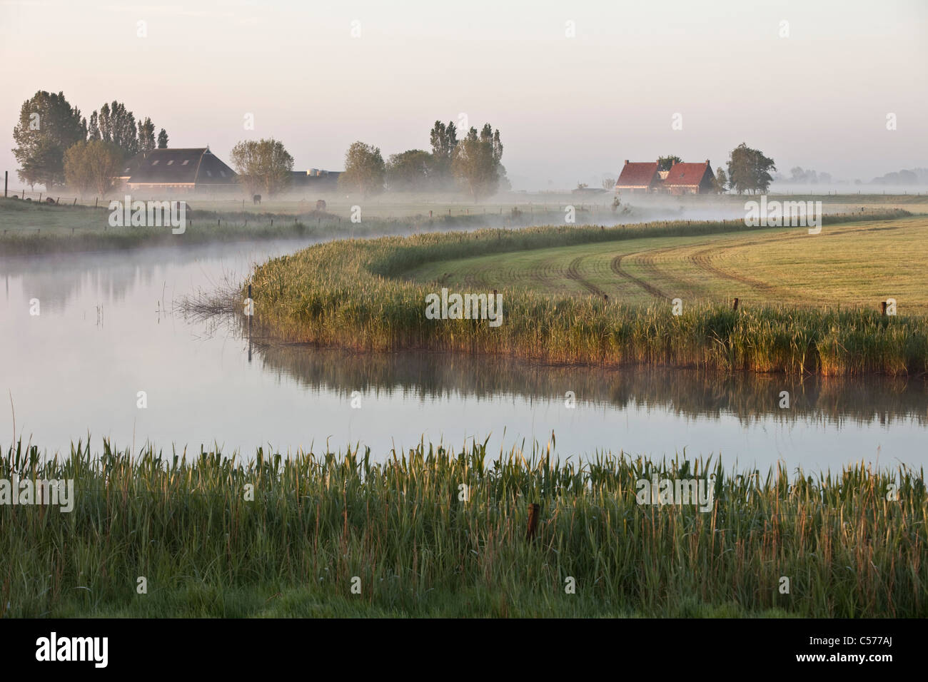 Les Pays-Bas, Ossenzijl, ferme et des chevaux dans la brume du matin. Banque D'Images