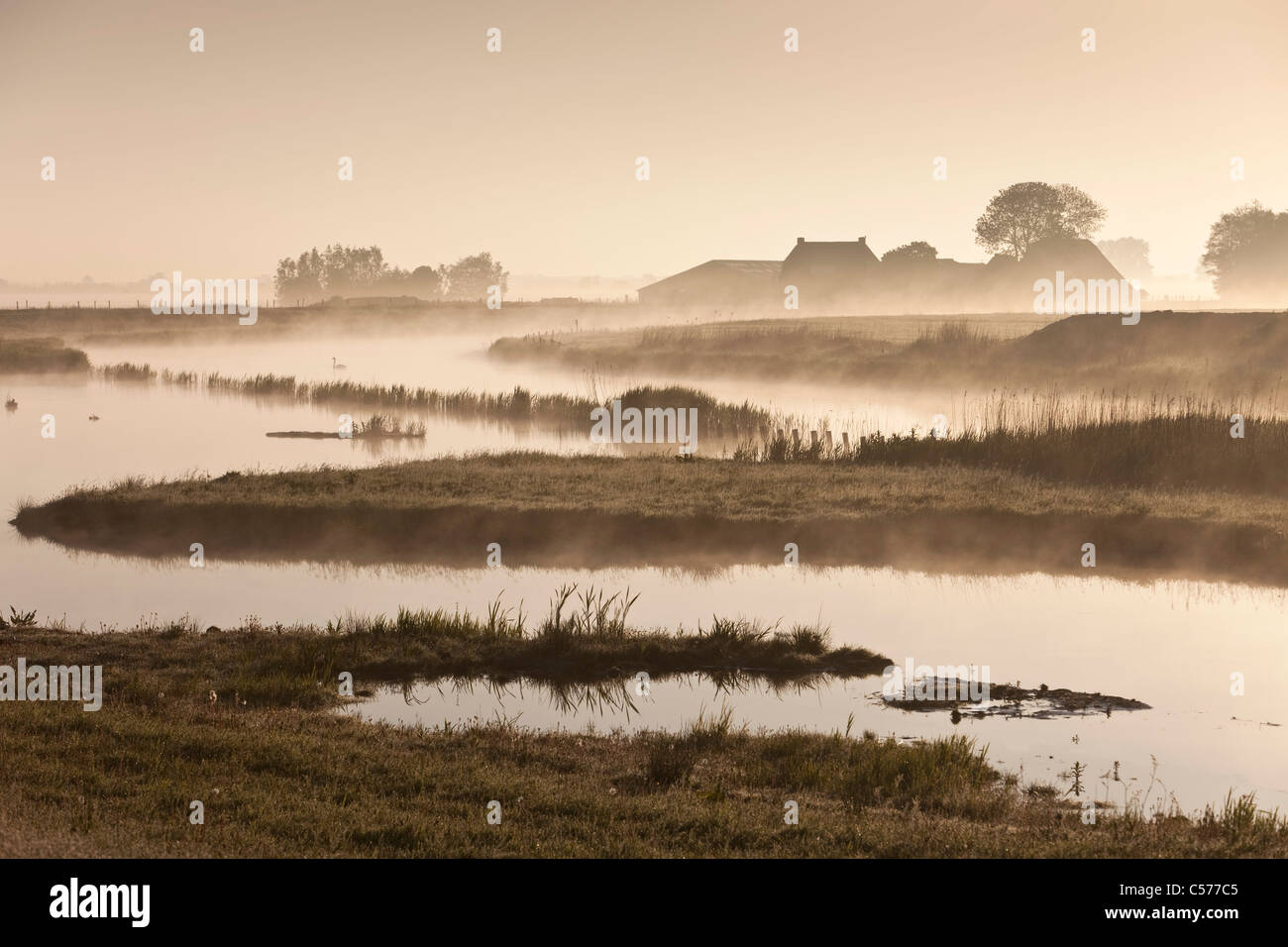 Les Pays-Bas, Ossenzijl, ferme et mute swan dans la brume du matin. Banque D'Images