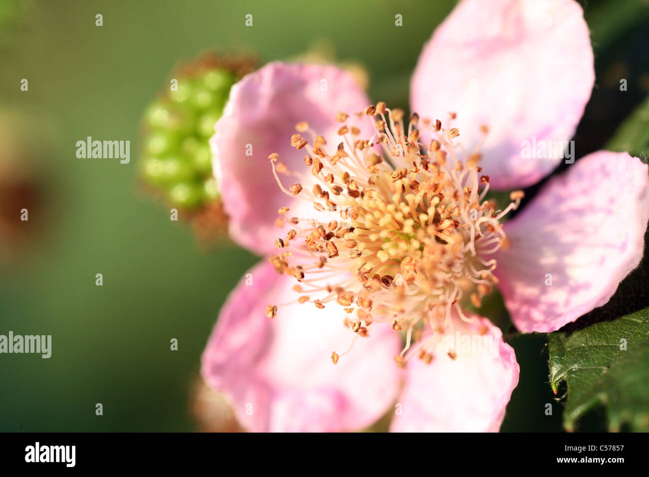 Blackberry blossom Banque D'Images
