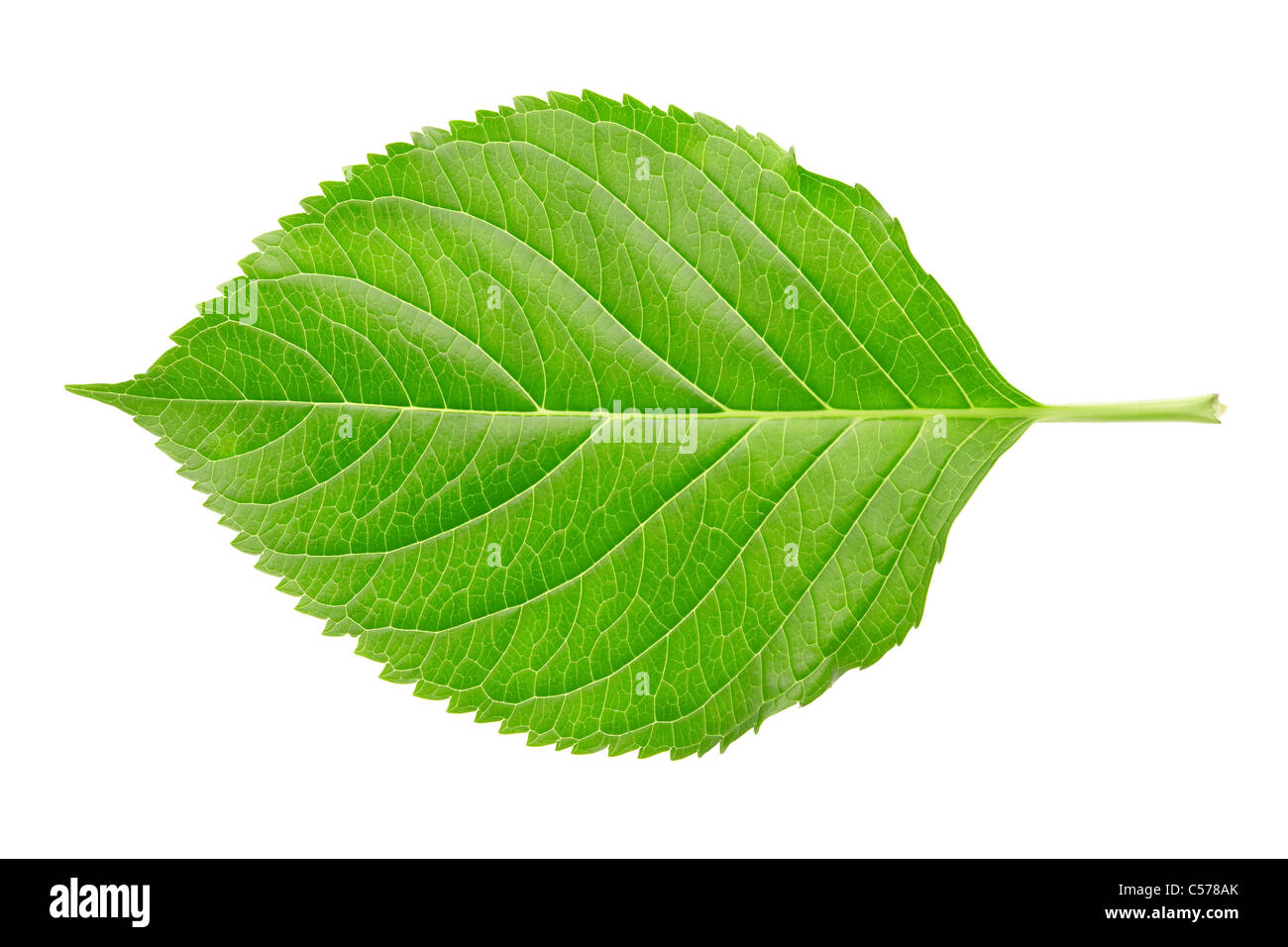 Seul l'Hydrangea leaf isolated on white Banque D'Images