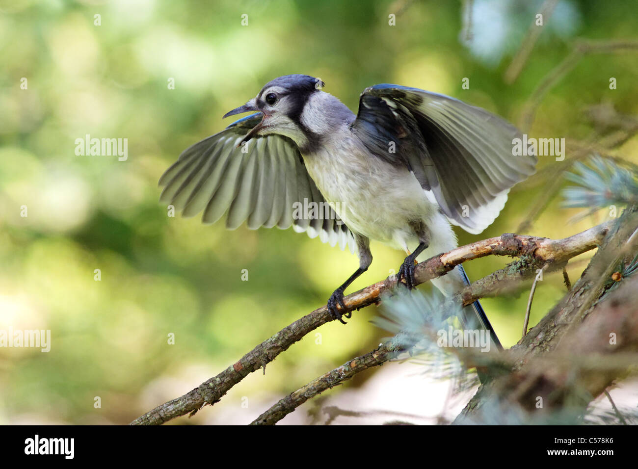 / Geai bleu Geai bleu (Cyanocitta cristata) Banque D'Images