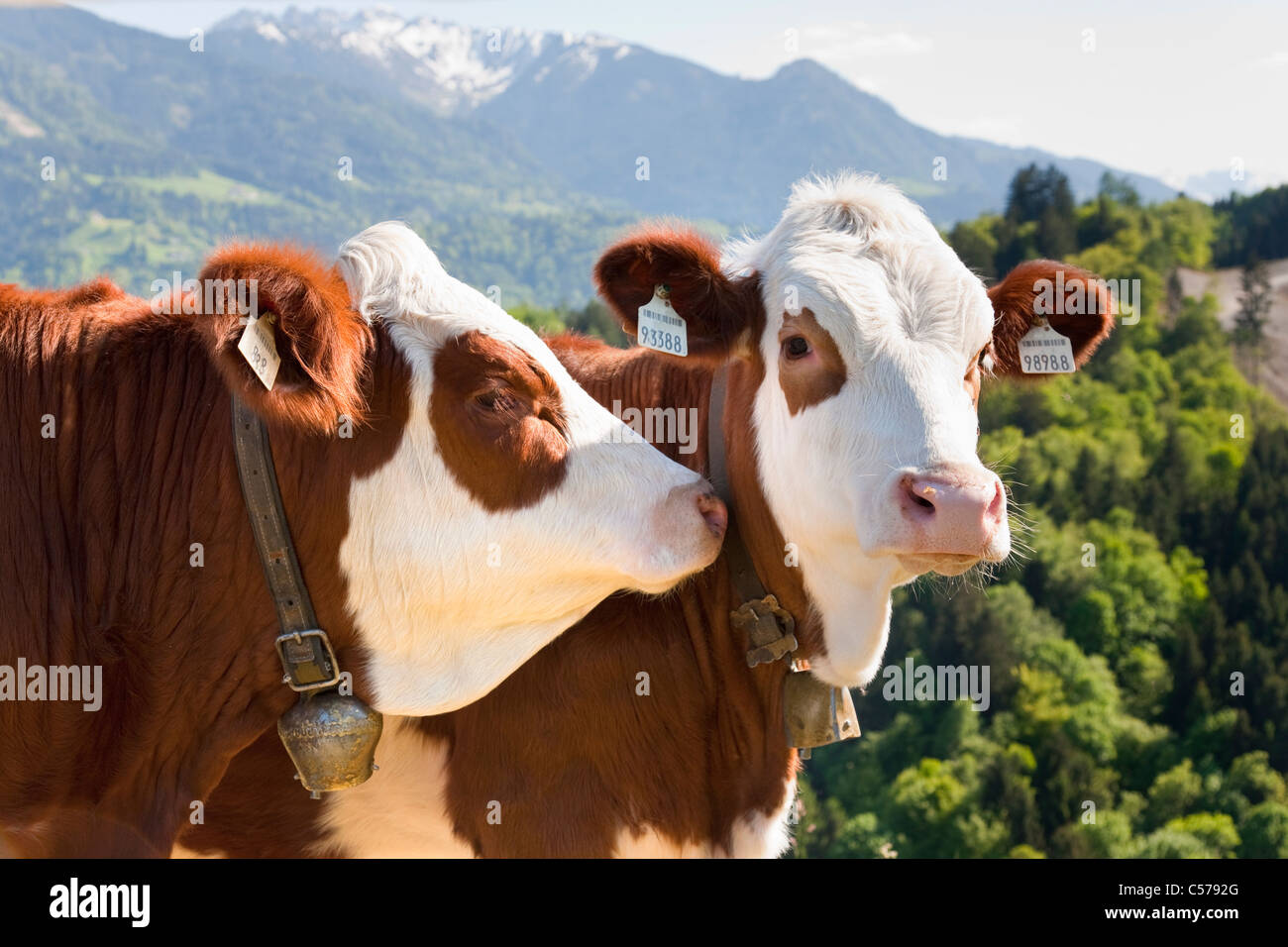 Les vaches portant des étiquettes d'oreilles Banque D'Images