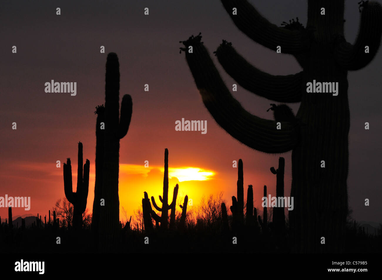 Saguaro cactus au coucher du soleil pendant la saison de mousson à Ironwood Forest National Monument, désert de Sonora, Marana, Arizona, USA. Banque D'Images