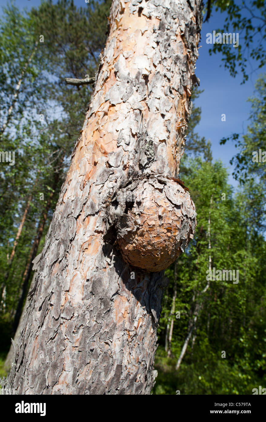 Bavure sur le tronc de pin sylvestre ( pinus sylvestris ) , Finlande Banque D'Images