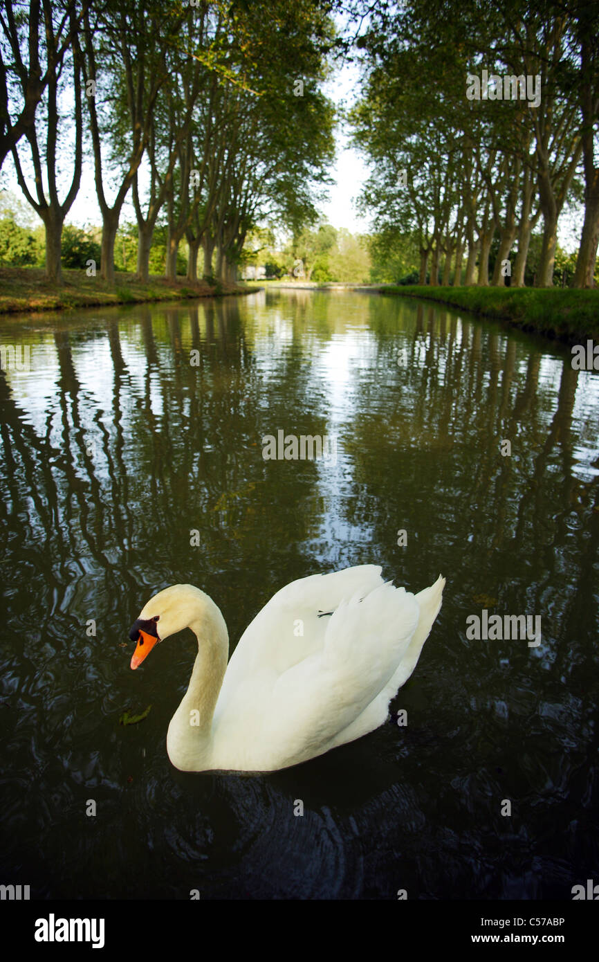 Canal du Midi avec white swan Banque D'Images