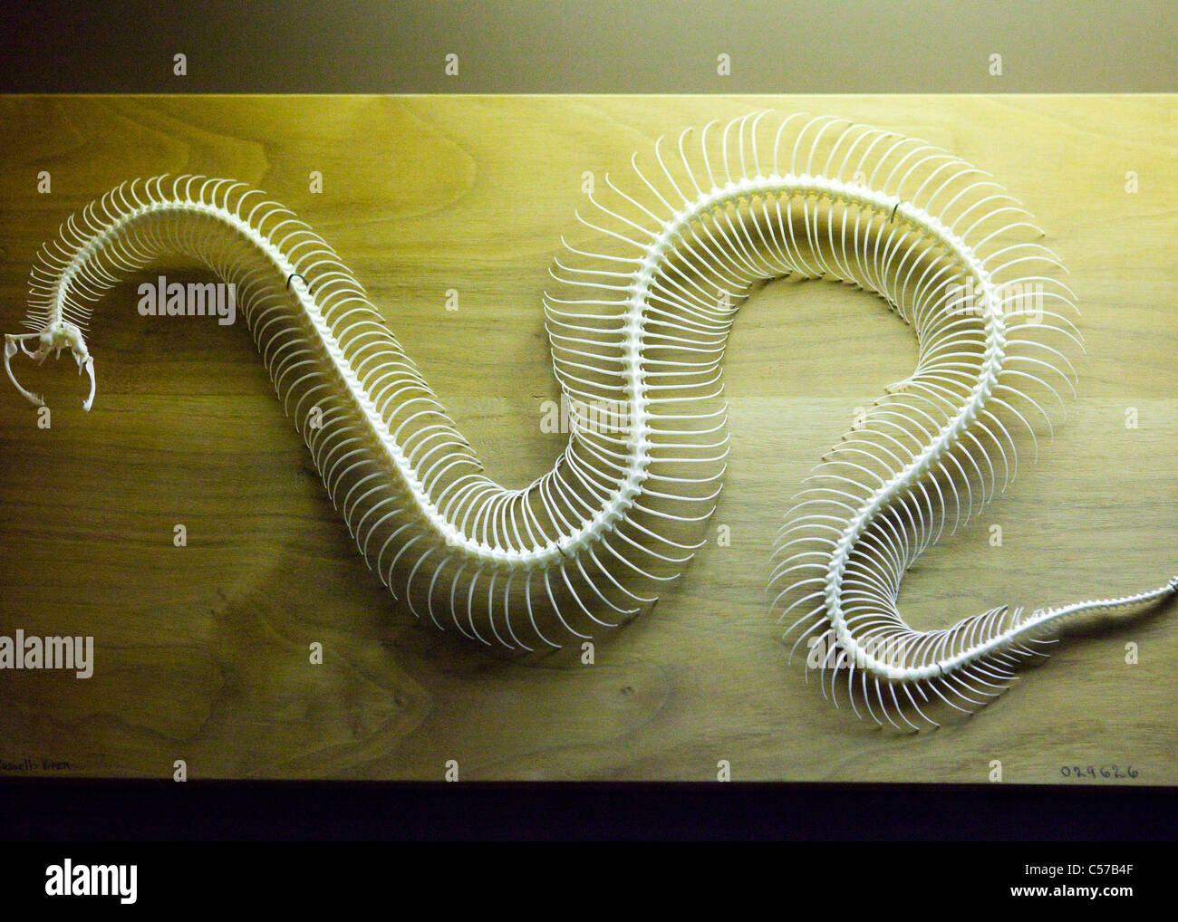 Squelette de serpent monté Banque D'Images