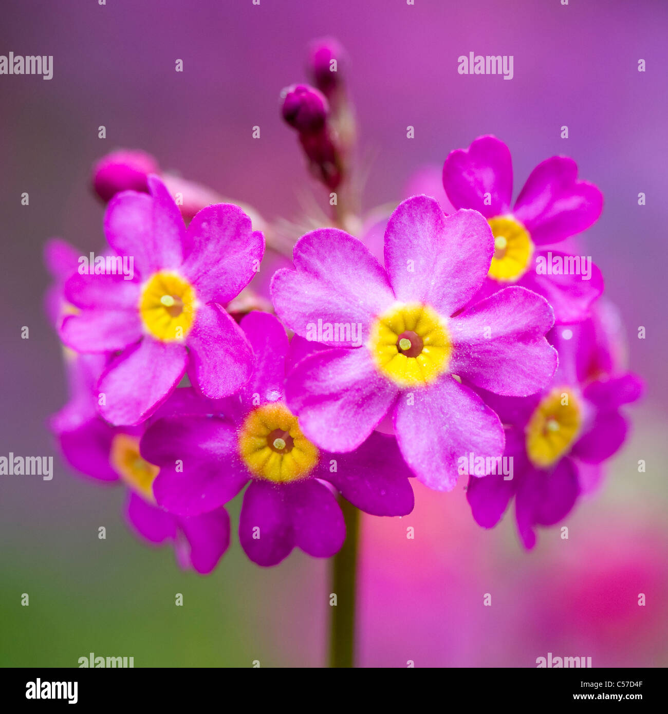 Image en gros plan de la fleur de ressort coloré - Primula Bulleesiana Primevère candélabre fleurs un chalet jardin plante. Banque D'Images