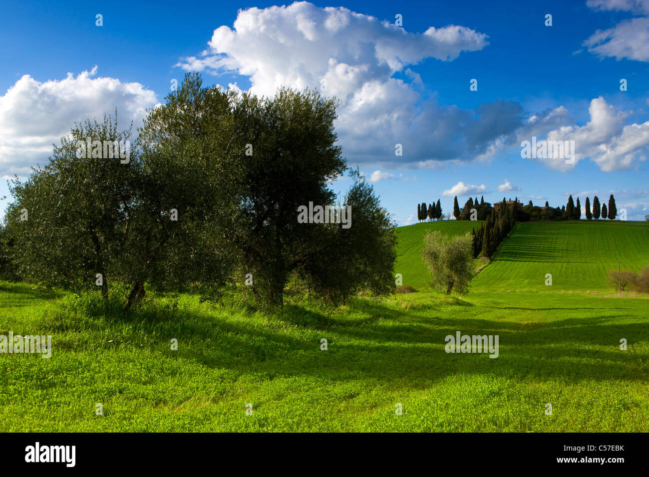 San Quirico d'Orcia, Italie, Europe, Toscane, Crète, champs, ferme, arbres, oliviers, cyprès, des nuages Banque D'Images