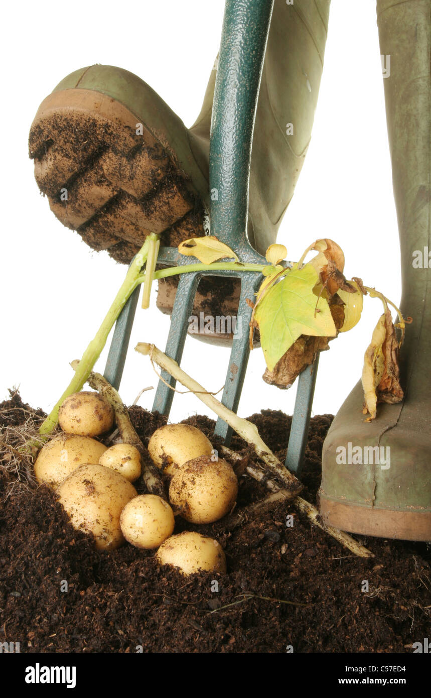 Creuser les pommes de terre dans le sol, montrant une paire de bottes et un tablier de jardin Banque D'Images