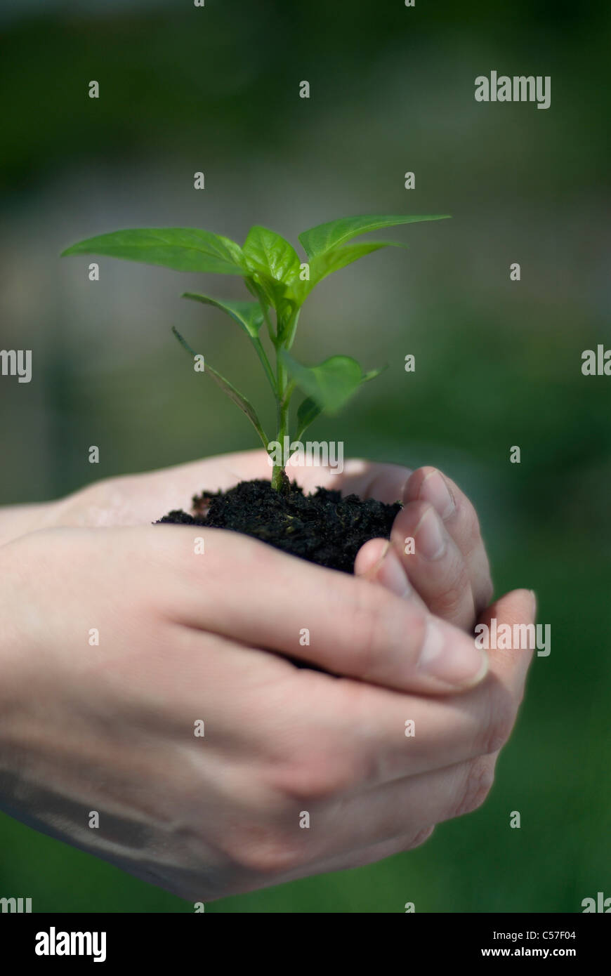 Woman holding plant dans le sol Banque D'Images