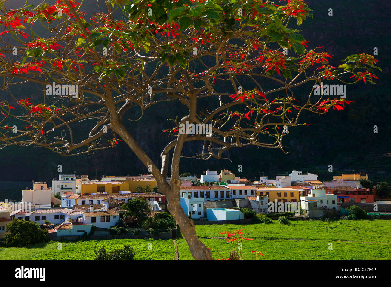 Adeje, Espagne, Europe, îles Canaries, Îles britanniques, La Gomera, l'île, l'île, le village, maisons, maisons, arbre, montagne Banque D'Images