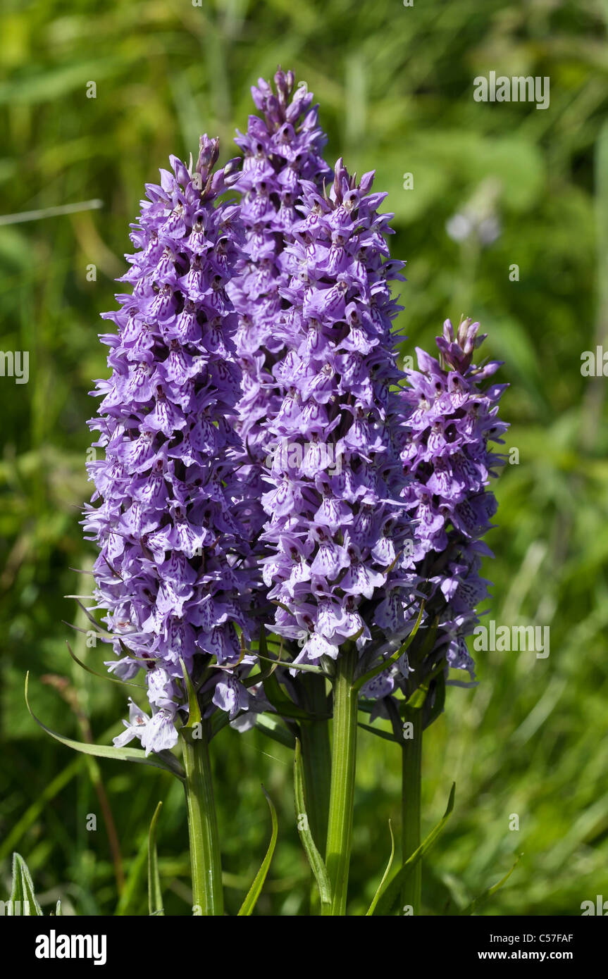 Marais du sud hybride d'Orchidée Banque D'Images