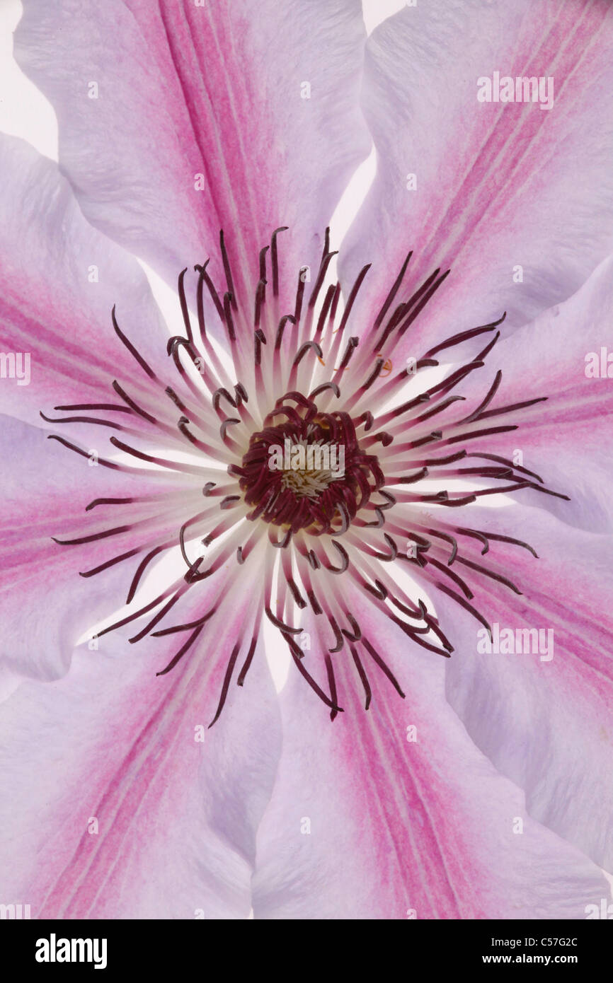 Close up image d'une fleur de clématite Banque D'Images