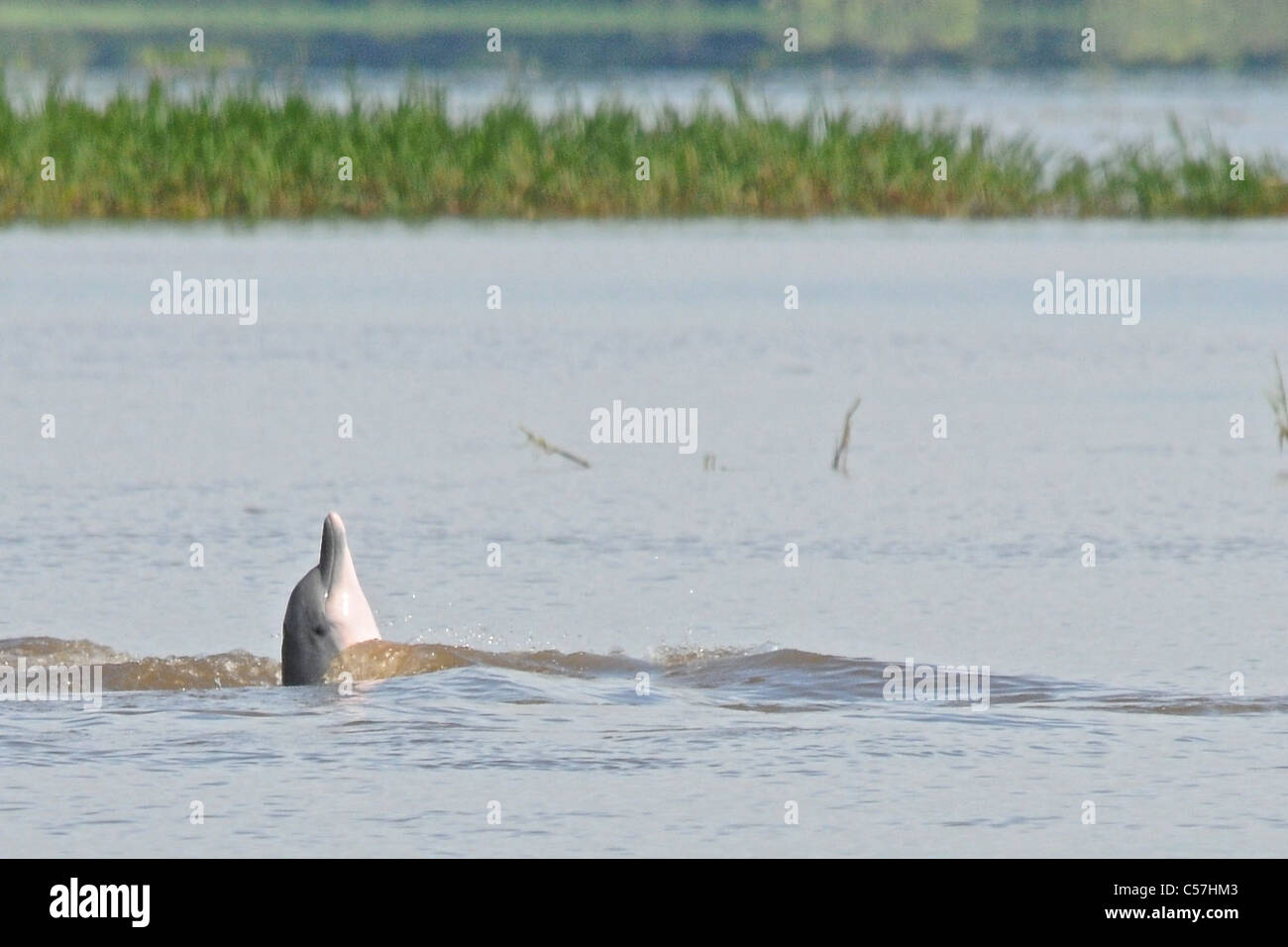 Rivière Tucuxi (Sotalia fluviatilis) Dolphin, également connu sous le nom de bufeo gris ou noir bufeo Banque D'Images