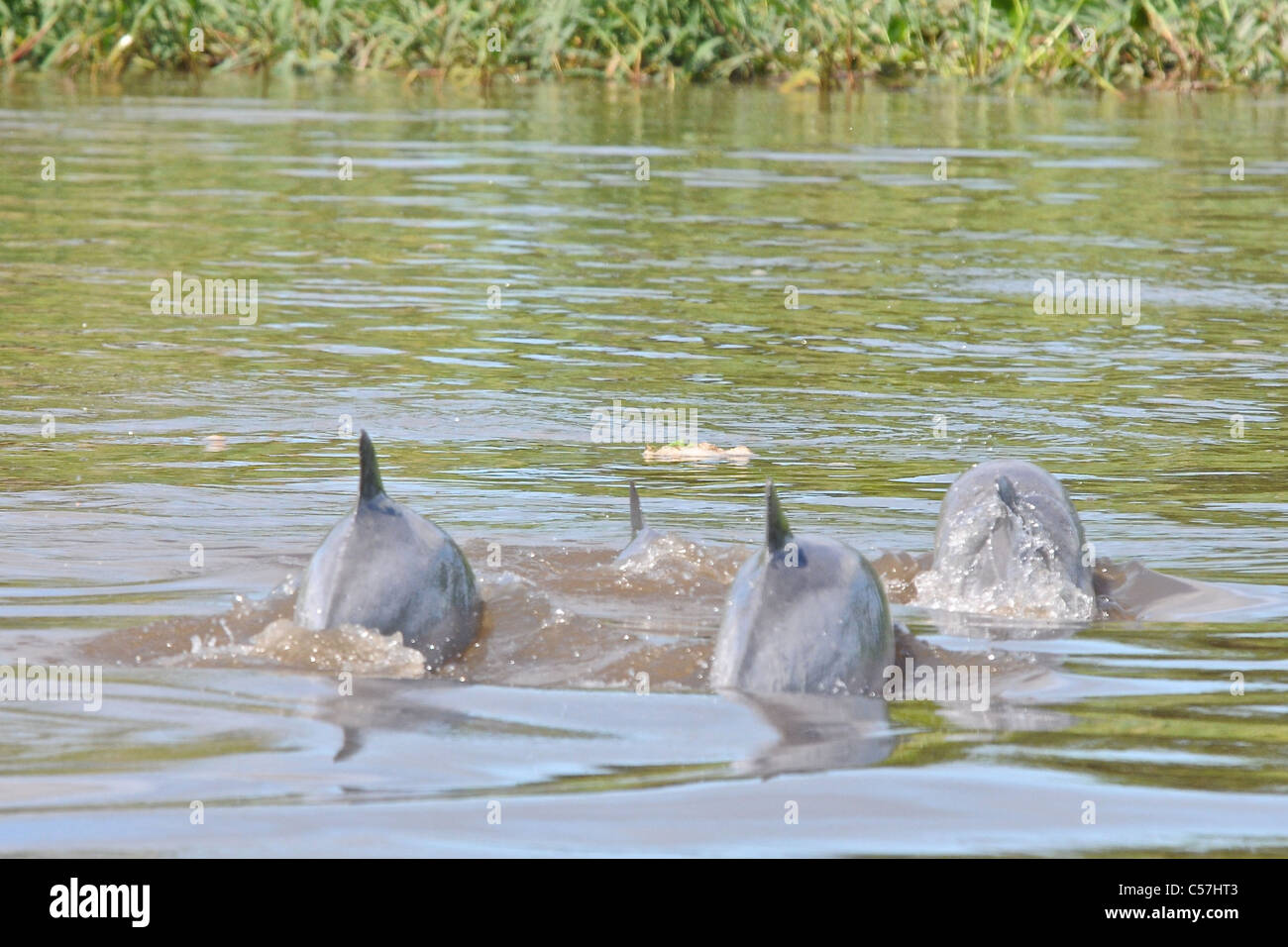 Rivière Tucuxi (Sotalia fluviatilis) Dolphin, également connu sous le nom de bufeo gris ou noir bufeo Banque D'Images