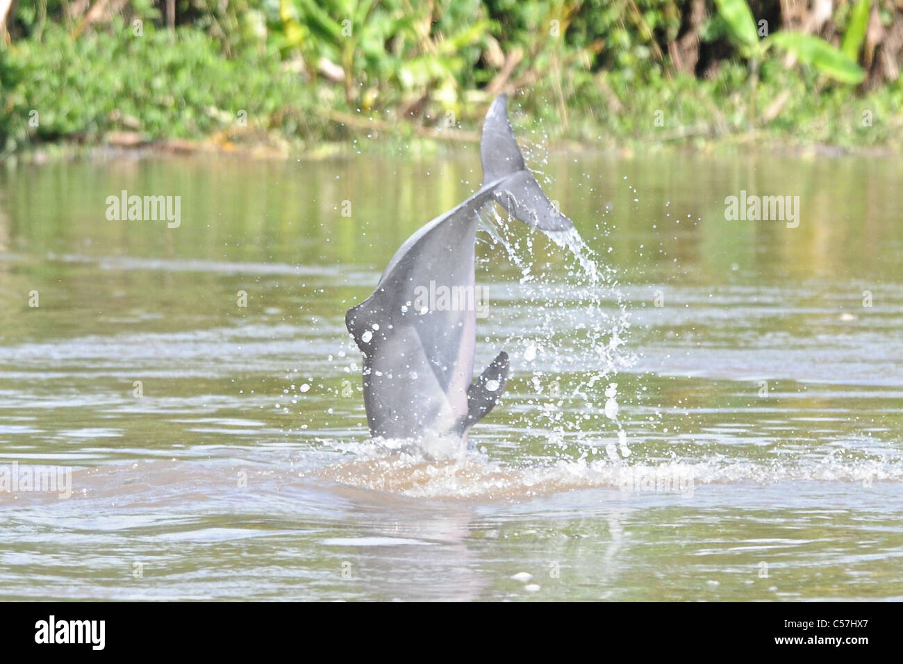 Rivière Tucuxi (Sotalia fluviatilis) Dolphin, également connu sous le nom de bufeo gris ou noir bufeo Banque D'Images