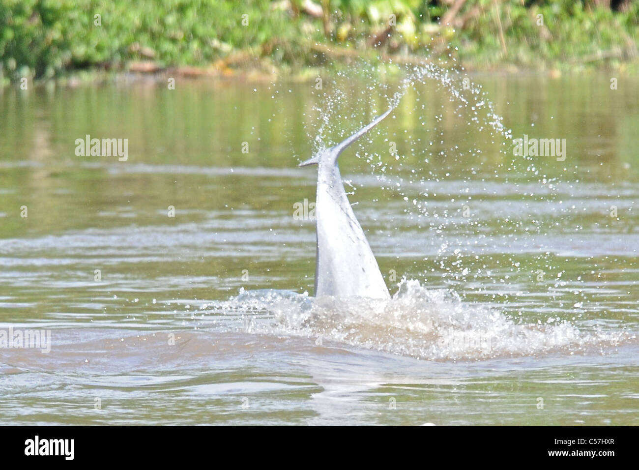 Rivière Tucuxi (Sotalia fluviatilis) Dolphin, également connu sous le nom de bufeo gris ou noir bufeo Banque D'Images