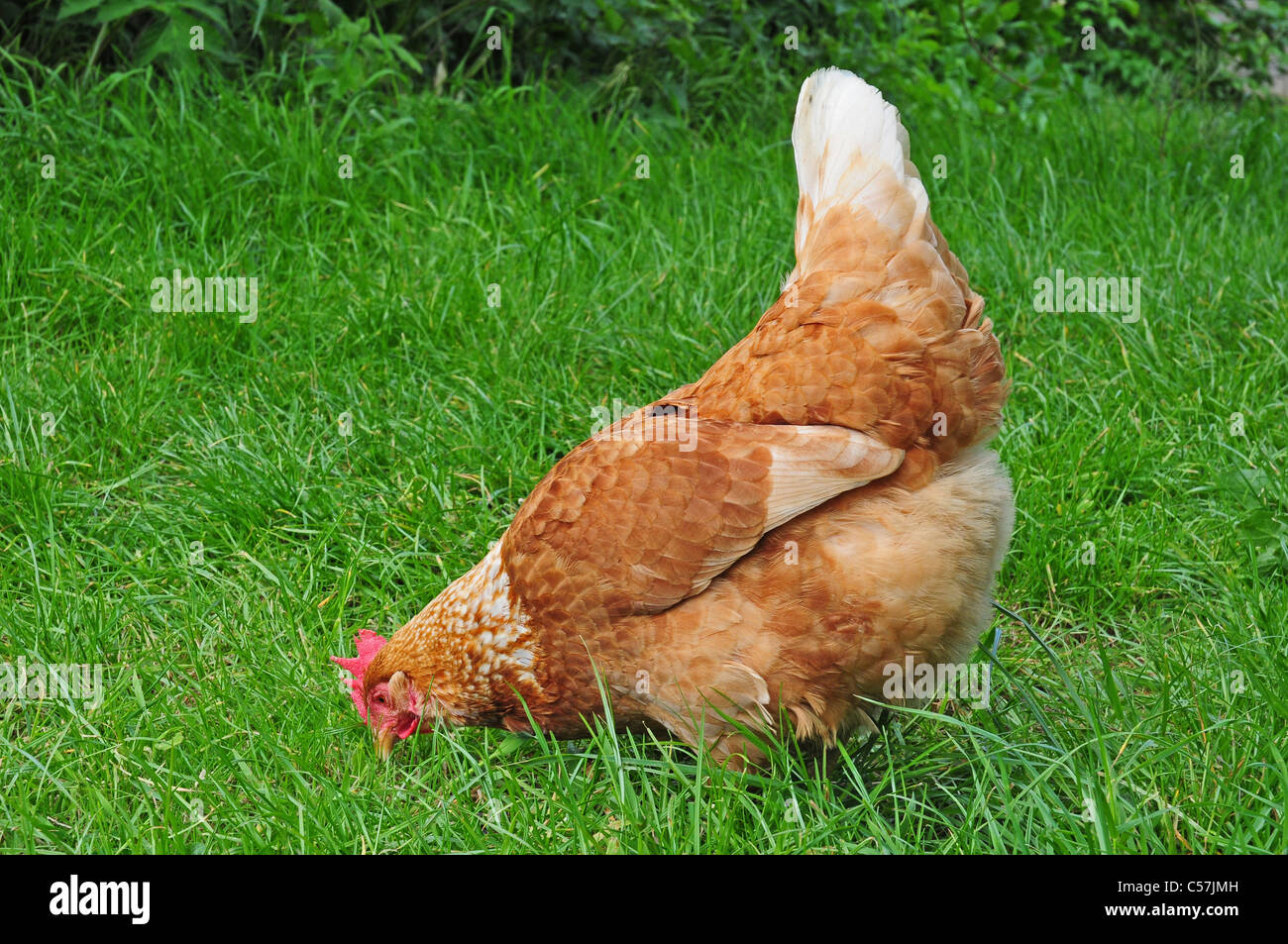 Warren Hen, alimentation Banque D'Images