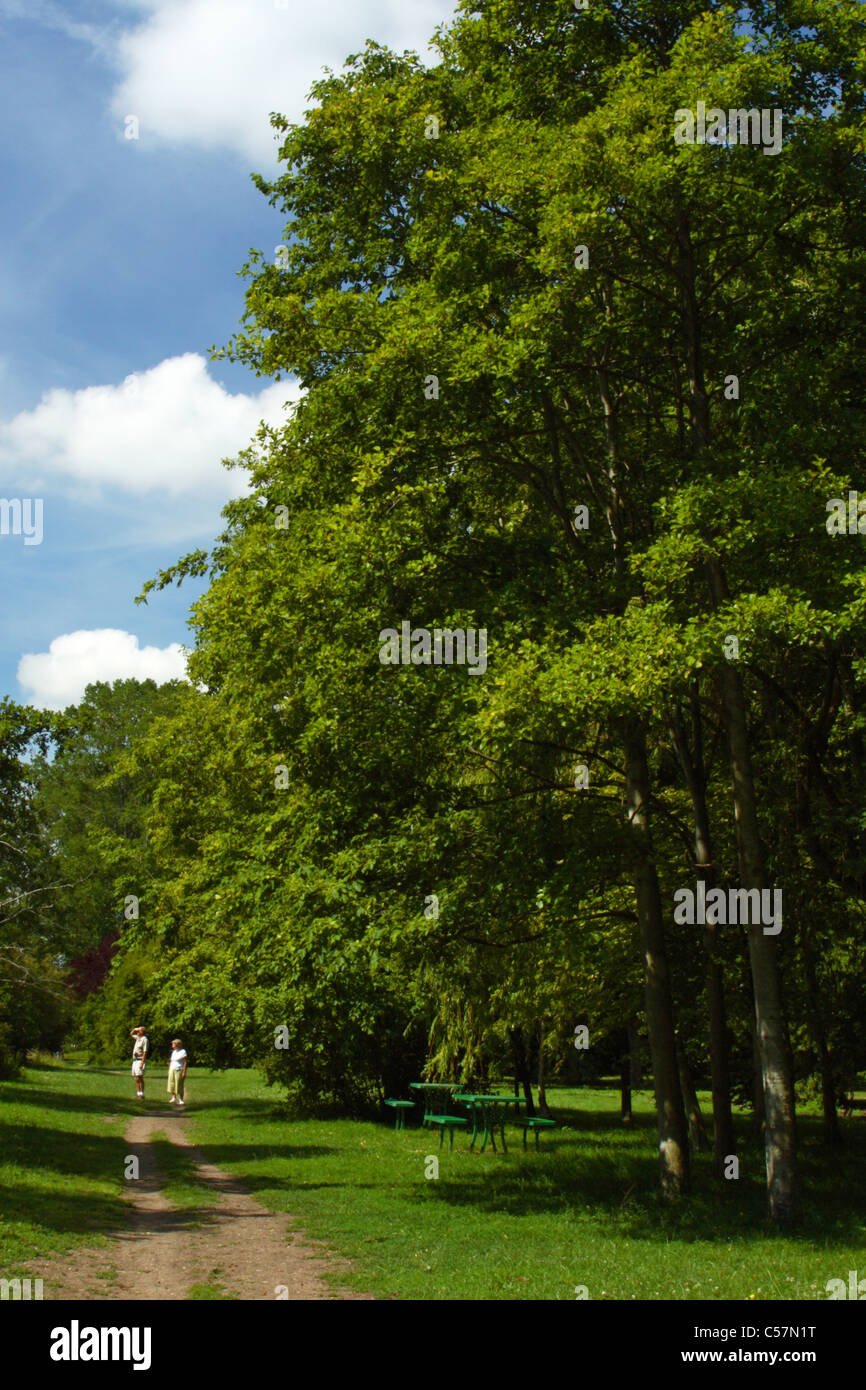 Une aire de pique-nique ombragée par de grands arbres le long de la Thames Path entre Marlow et Bourne End, Buckinghamshire, Royaume-Uni Banque D'Images