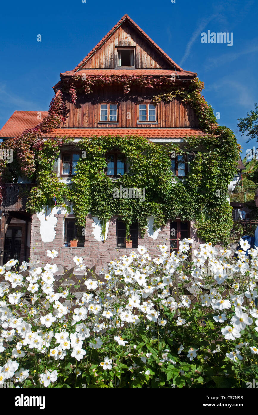 Bauernhaus und Bauerngarten à Sasbachwalden, agriculteur Maison et jardin fleuri Banque D'Images
