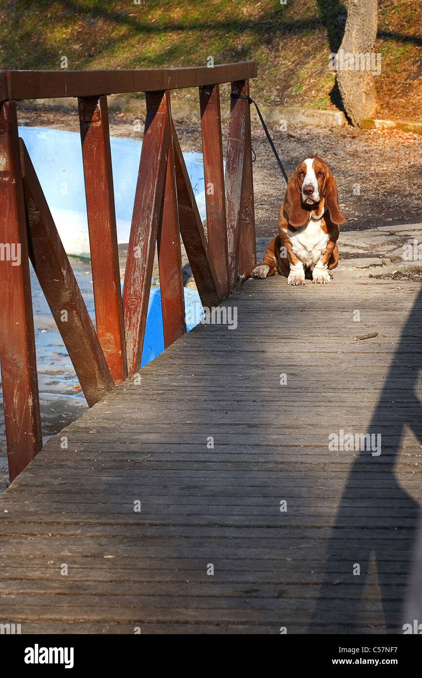 Triste, chien basset hound sur pont en bois Banque D'Images