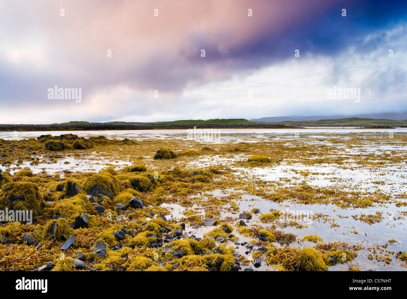 Des algues sur le rivage de Loch Dunvegan, Isle of Skye, Scotland, UK. Banque D'Images