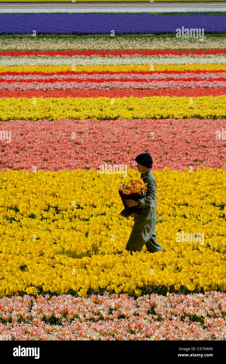 Les Pays-Bas, lisse, des travailleurs qui travaillent dans le champ de tulipes. Banque D'Images