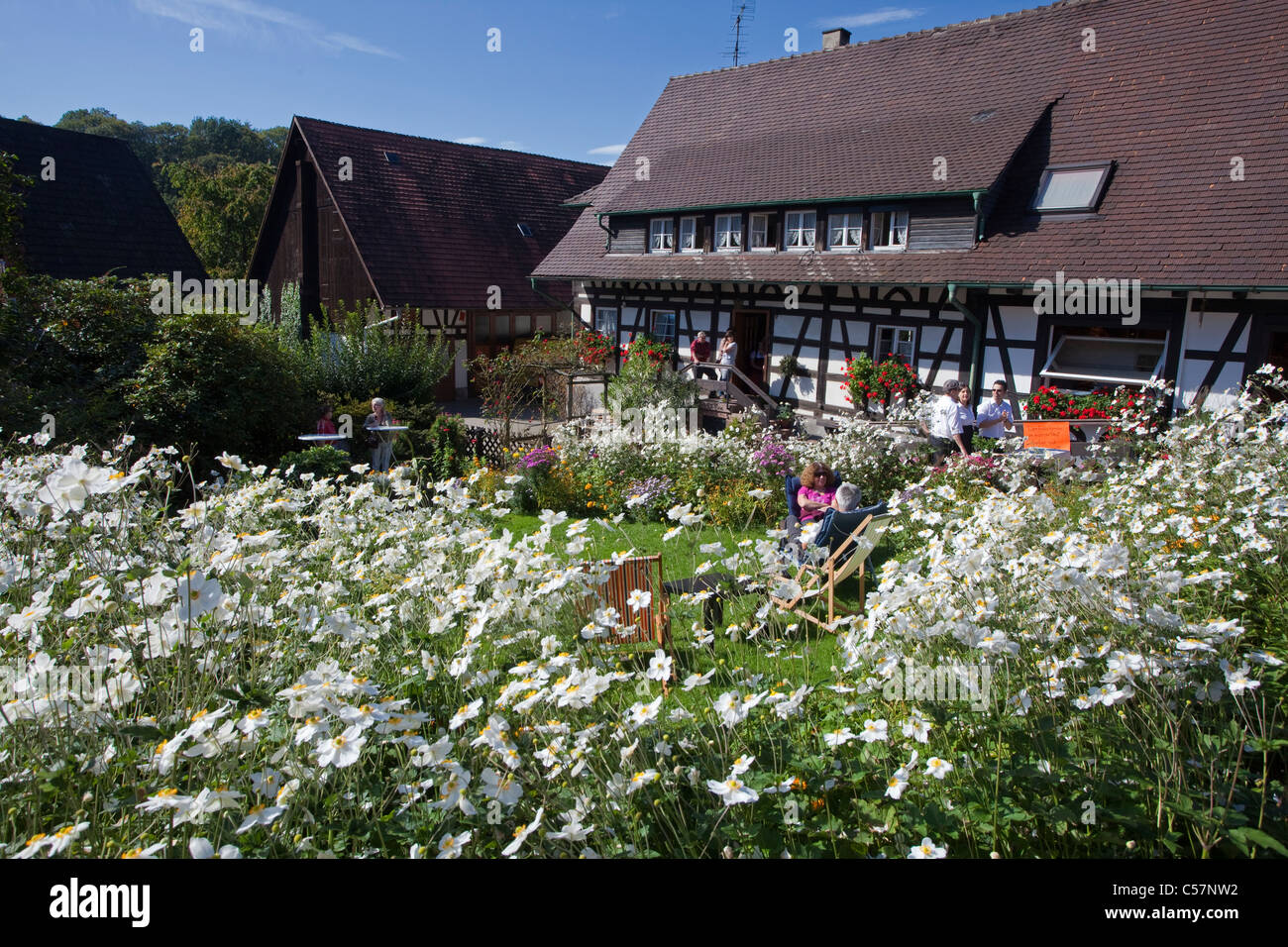 Bauernhaus und Bauerngarten à Sasbachwalden, Herbstanemonen,Anémone altaica, maison à colombages et jardin de fleurs, Windflower Banque D'Images