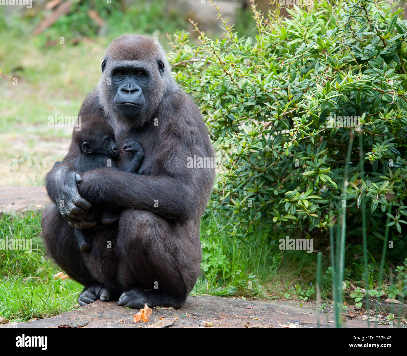 Close-up d'une mère gorille et son mignon bébé Banque D'Images