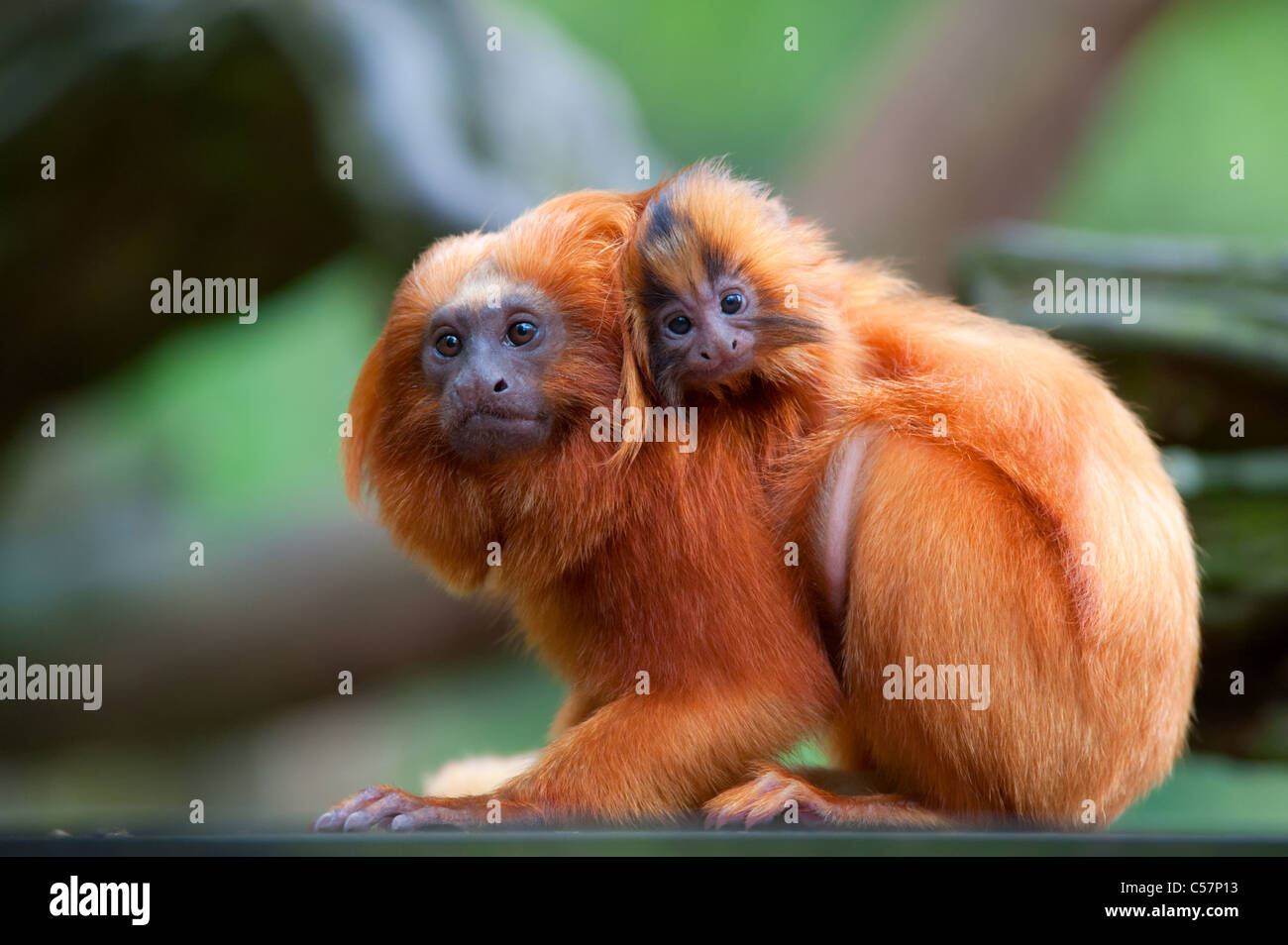 Golden Lion Tamarin Baby Banque D Image Et Photos Alamy Golden Lion Tamarin Baby Banque D Image Et Photos Alamy
