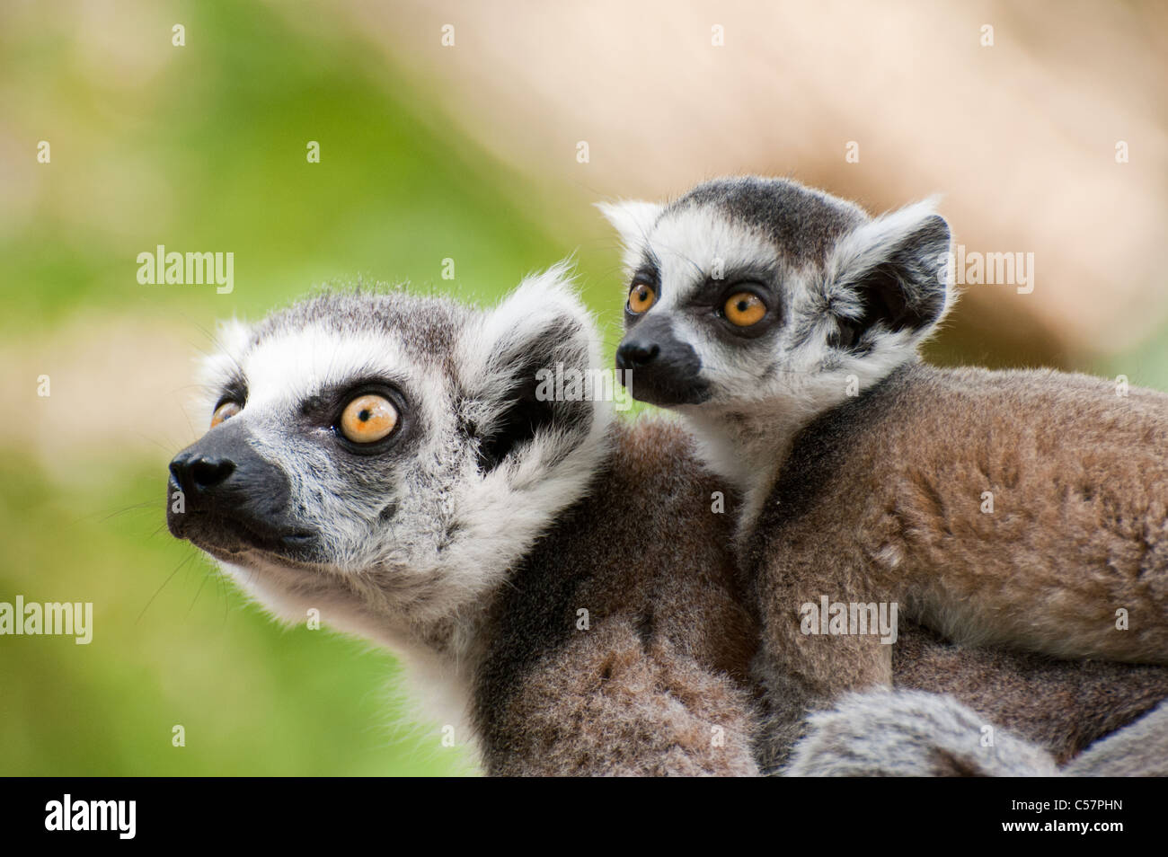 Singe Mignon Banque De Photographies Et D Images A Haute Resolution Alamy