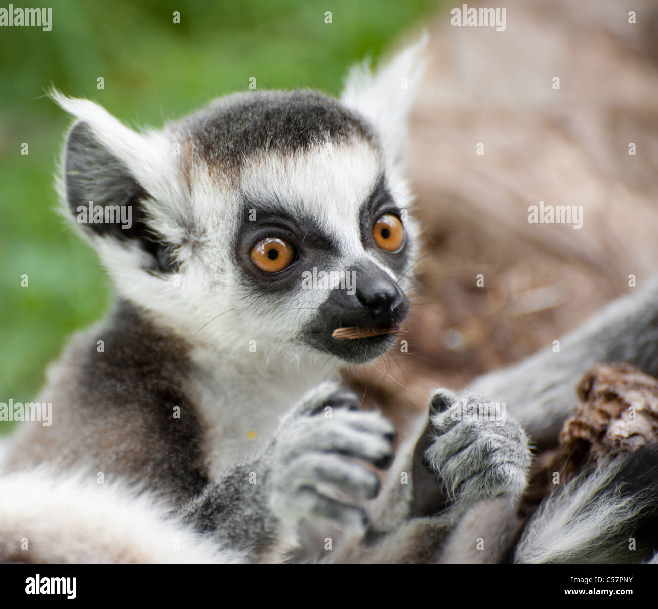 Bebe Lemurien Banque D Image Et Photos Alamy Bebe Lemurien Banque D Image Et Photos Alamy