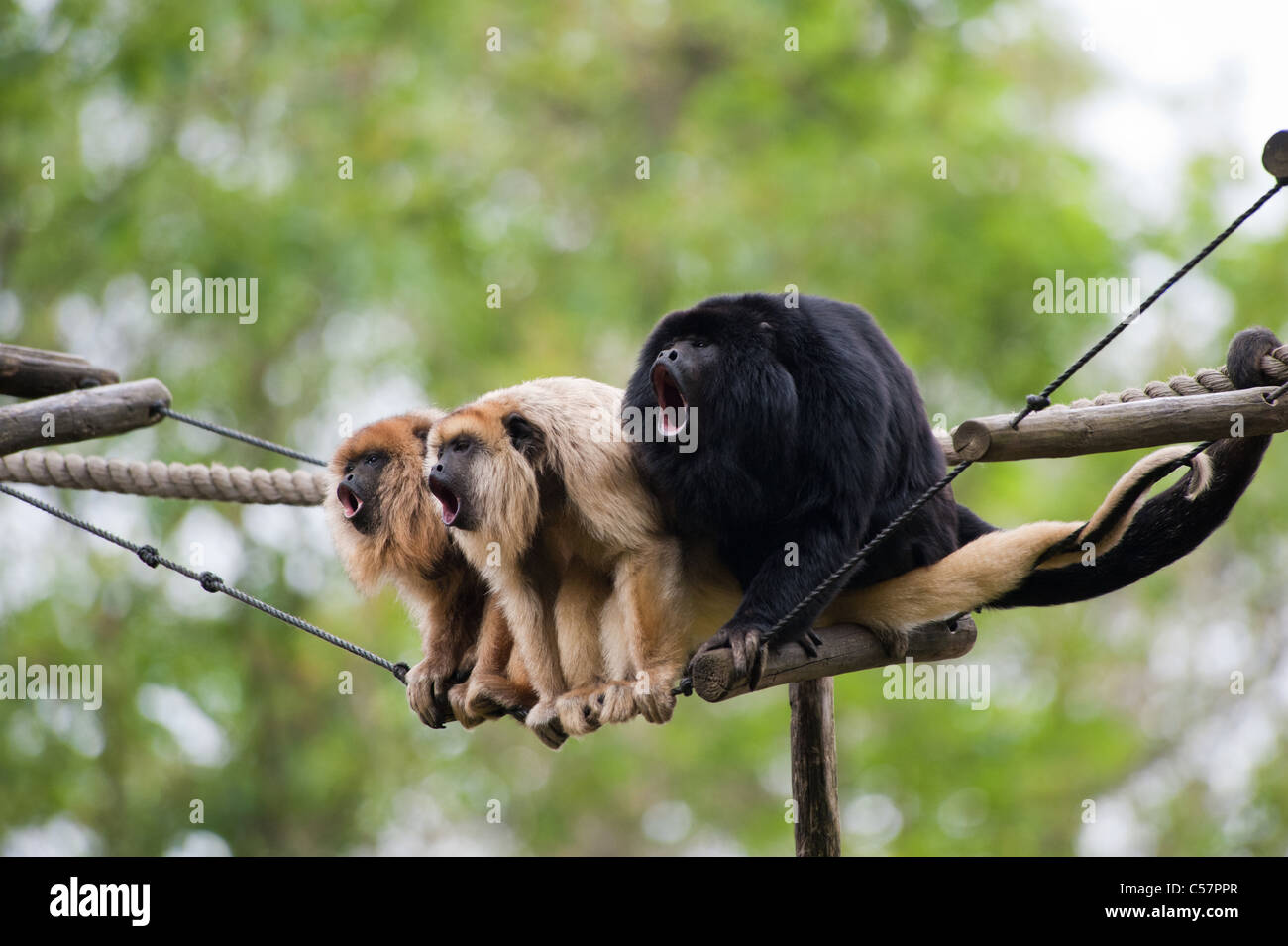 Les singes hurleurs vocalisant sur une corde Banque D'Images