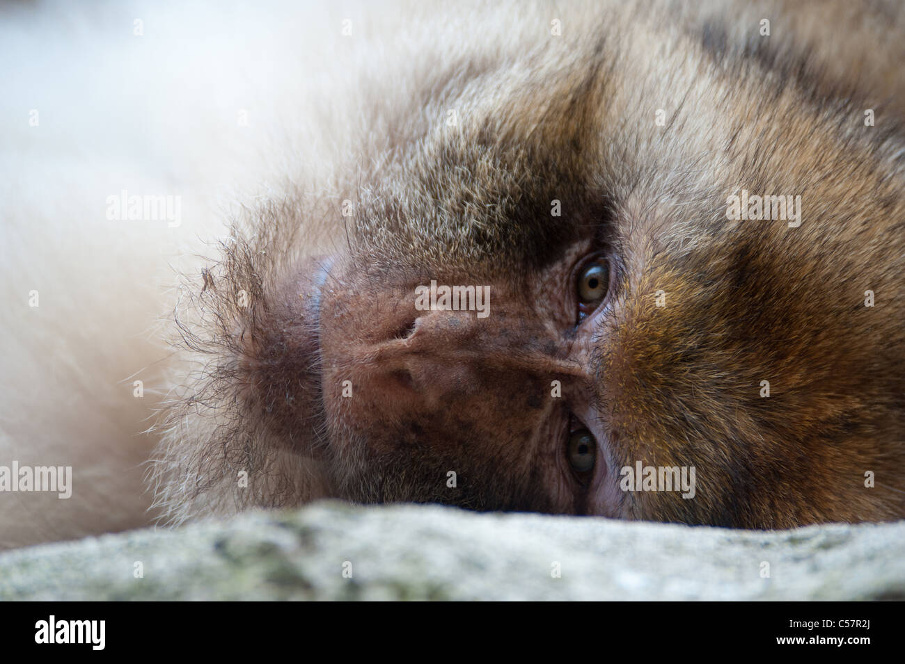 Portrait d'un macaque de Barbarie (Macaca sylvanus) Banque D'Images