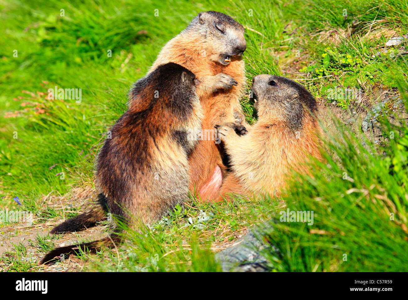 2, 3, les Alpes, la marmotte, marmotte, la faune alpine, Alpine, montagne, faune, falaise, rock, Montagnes, Haut Tauern, jeune, lutte, bataille Banque D'Images