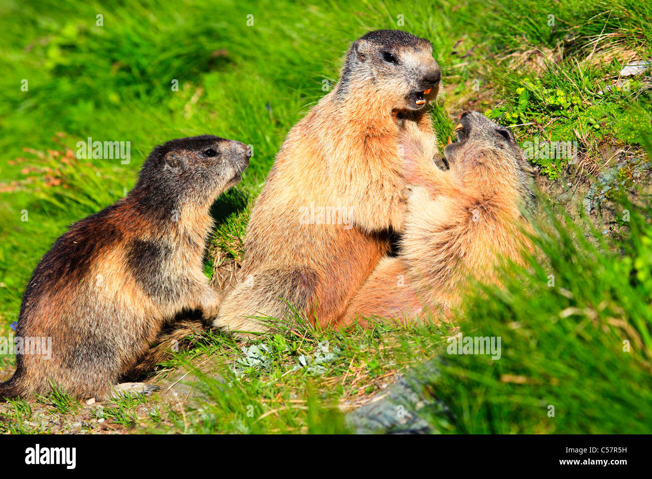 2, 3, les Alpes, la marmotte, marmotte, la faune alpine, Alpine, montagne, faune, falaise, rock, Montagnes, Haut Tauern, jeune, lutte, bataille Banque D'Images