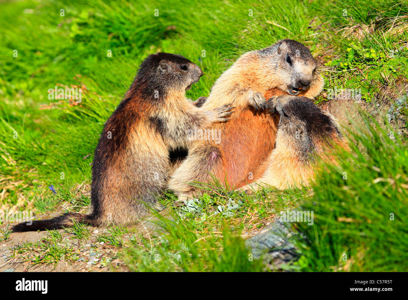 2, 3, les Alpes, la marmotte, marmotte, la faune alpine, Alpine, montagne, faune, falaise, rock, Montagnes, Haut Tauern, jeune, lutte, bataille Banque D'Images