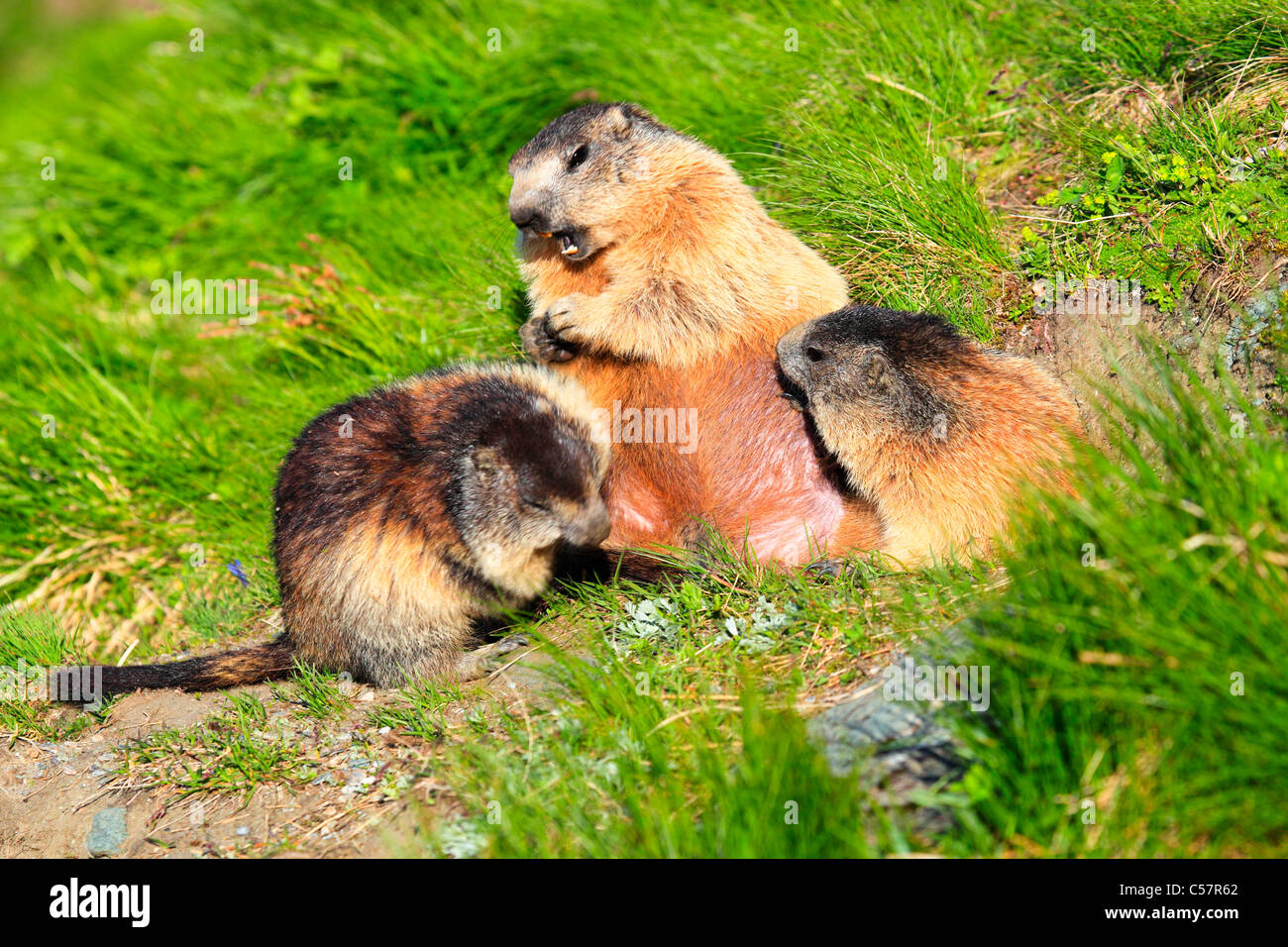2, 3, les Alpes, la marmotte, marmotte, la faune alpine, Alpine, montagne, faune, falaise, rock, Montagnes, Haut Tauern, jeune, lutte, bataille Banque D'Images