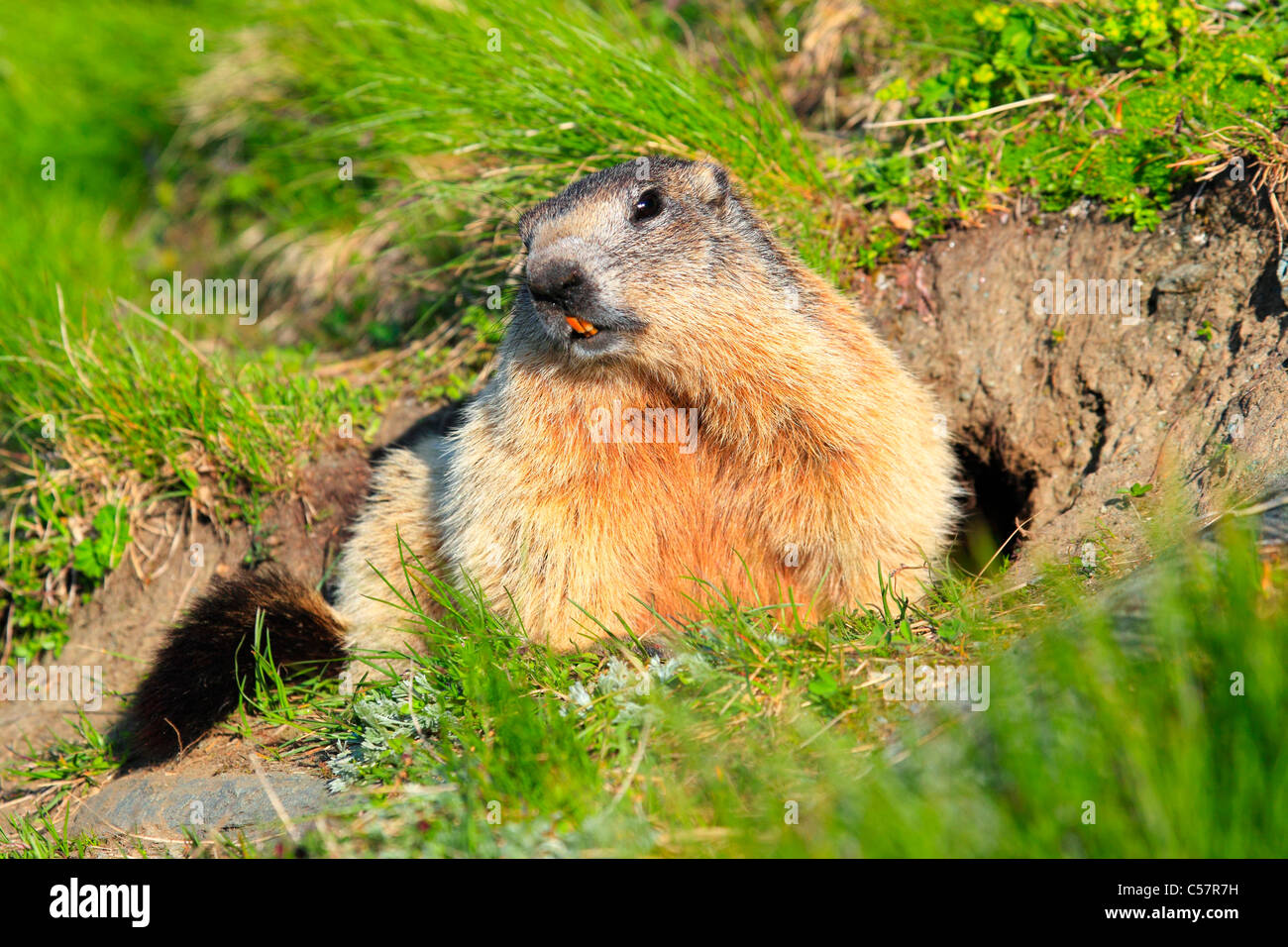 1 Alpes, marmotte, marmotte, Europe, faune, Grossglockner, Haut Tauern, Marmota Marmota marmota, marmotte,, parc national, la Banque D'Images