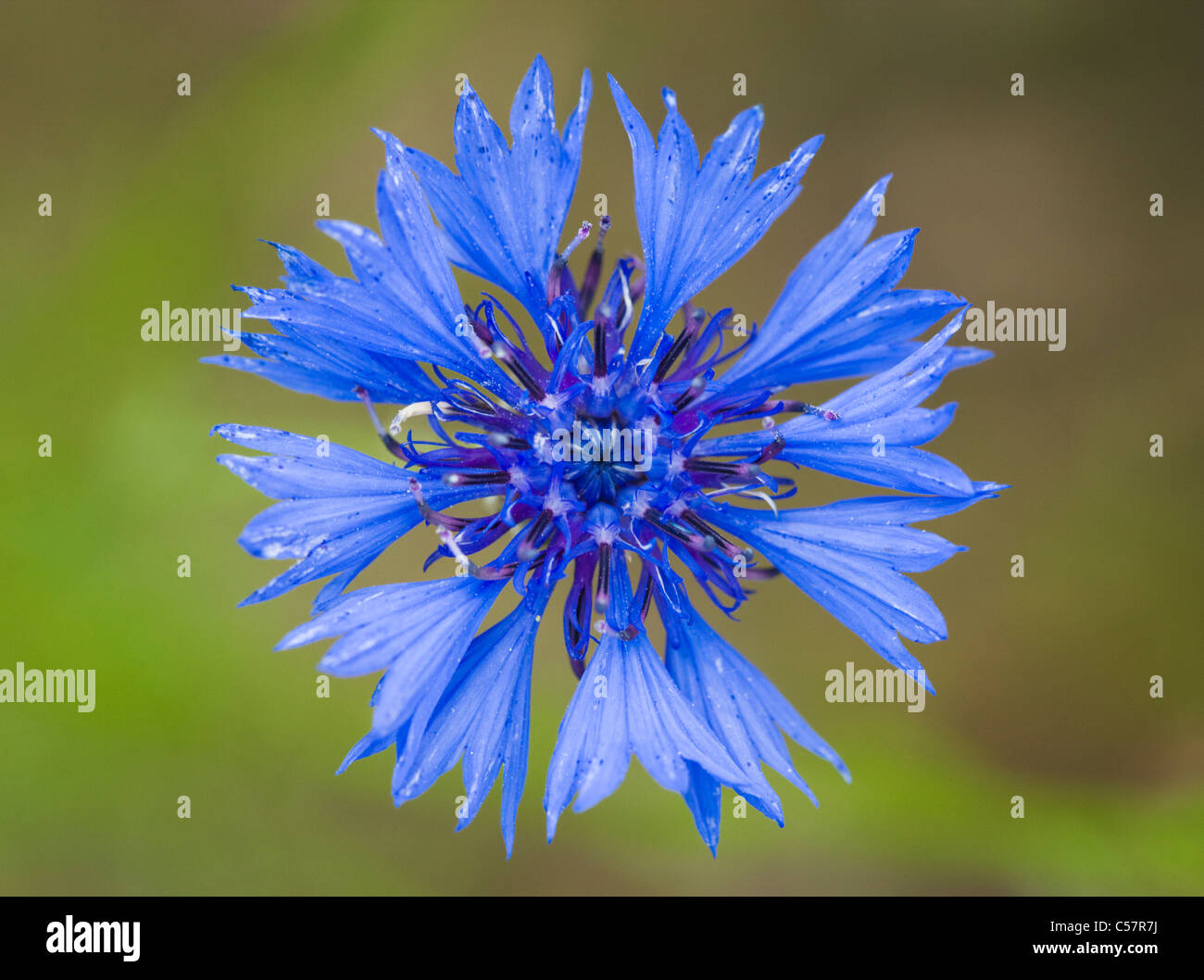 Bleuet, Centaurea cyanus. UK. Banque D'Images