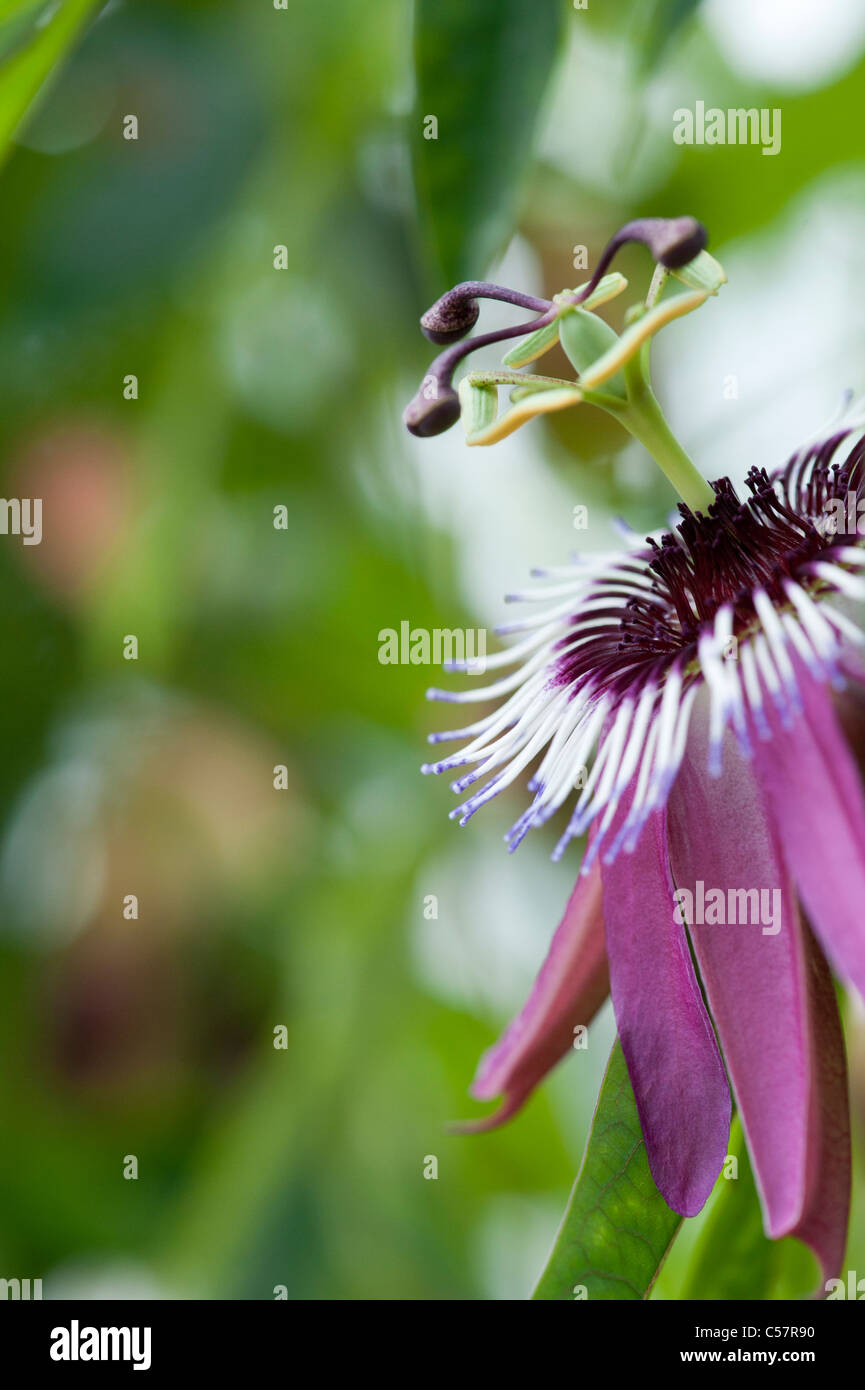 Passiflora violacea . La passiflore violette Banque D'Images