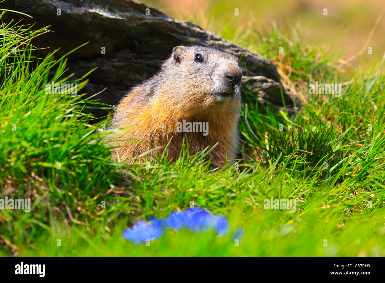 1, les Alpes, la marmotte, marmotte, la faune alpine, Alpine, panorama alpin, la construction, la montagne, la faune, falaise, rock, Montagnes, Haut Banque D'Images