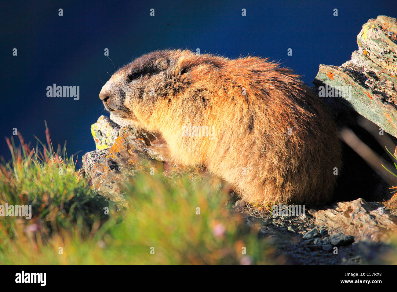 1, les Alpes, la marmotte, marmotte, la faune alpine, panorama alpin, ski alpin, randonnée, faune, falaise, rock, Montagnes, Haut Tauern, Marmot Banque D'Images