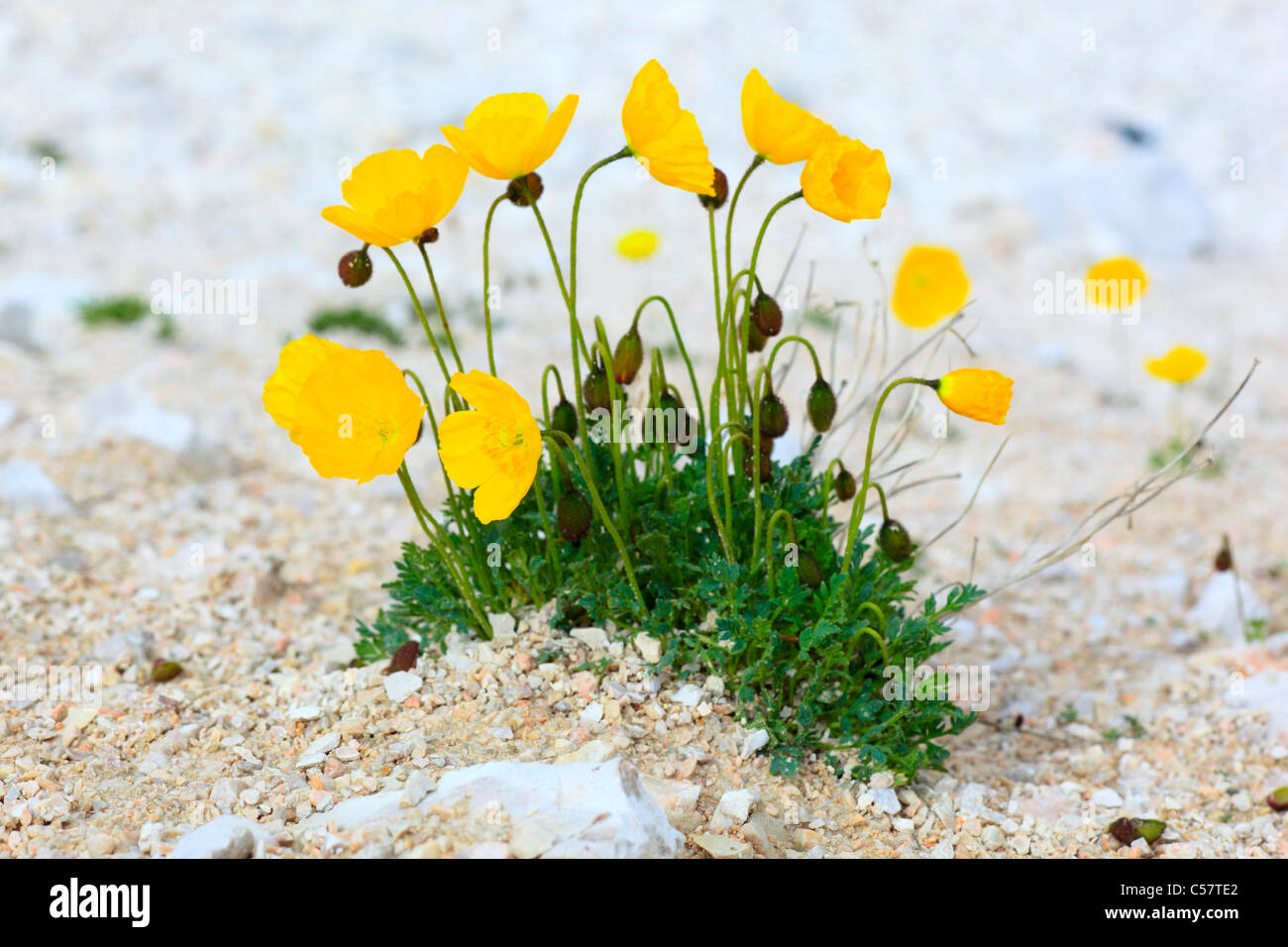 Alpes, coquelicot, Fleur alpine, la flore alpine Alpine, coquelicot, fleurs de montagne, la montagne, les montagnes, la flore de montagne, de fleurs, d'oranger, Banque D'Images