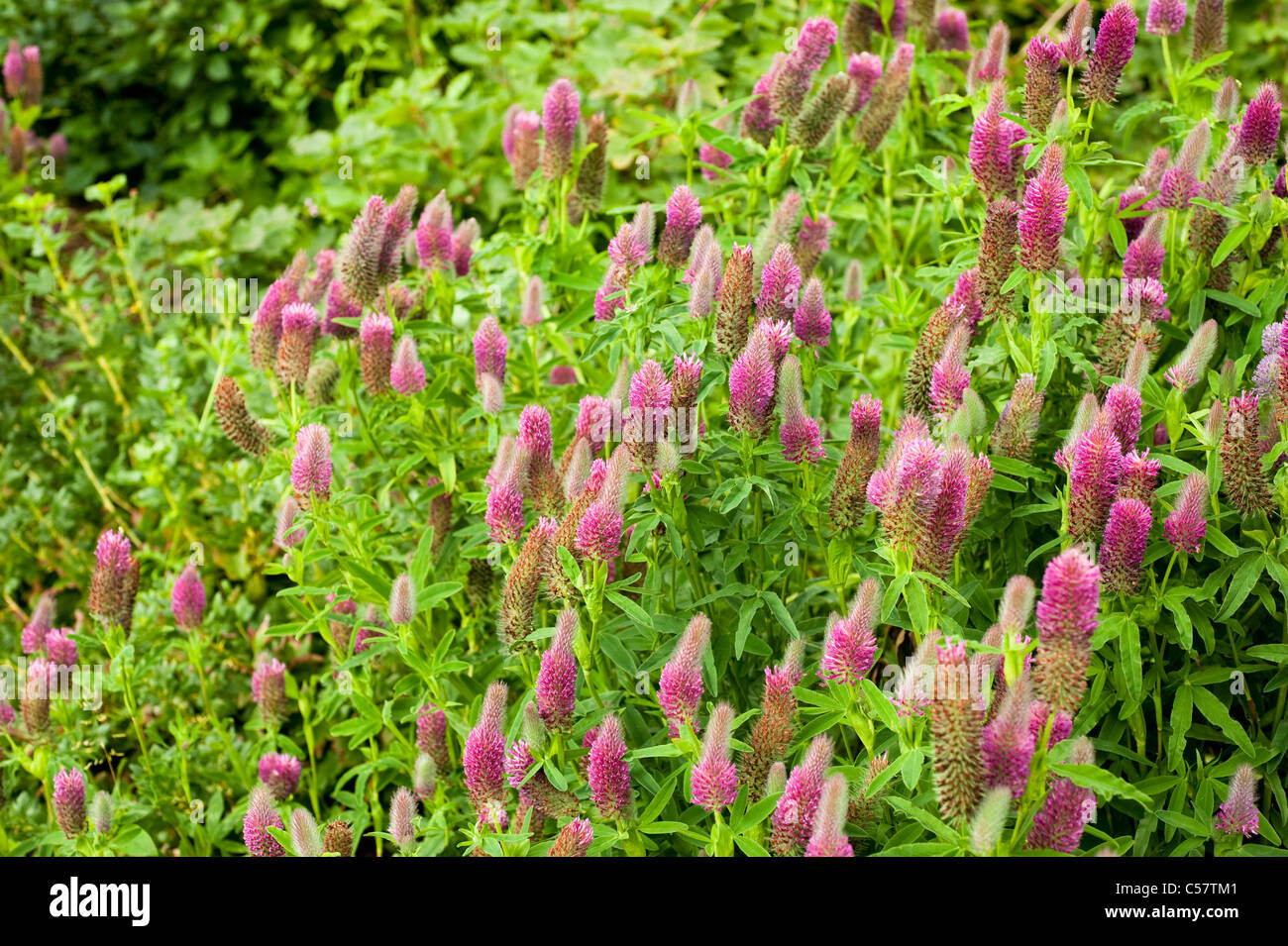 Trifolium rubens en fleur Banque D'Images