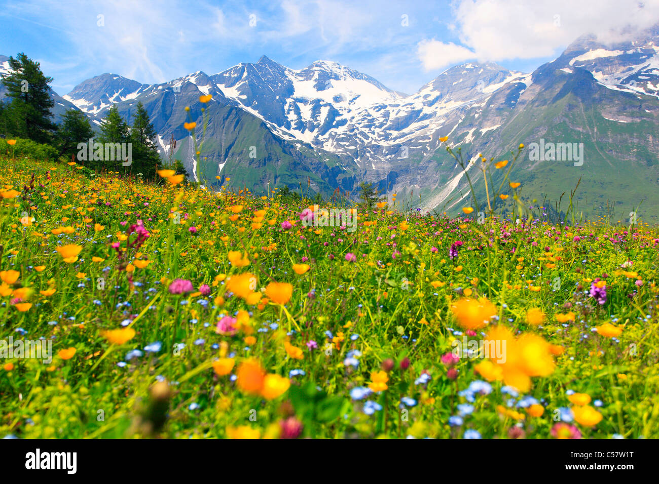 Soir, cauchemar, Alpes, fleurs des Alpes, flore alpine, Alpes, montagne, massif de montagne, panorama de montagnes, les fleurs, Banque D'Images