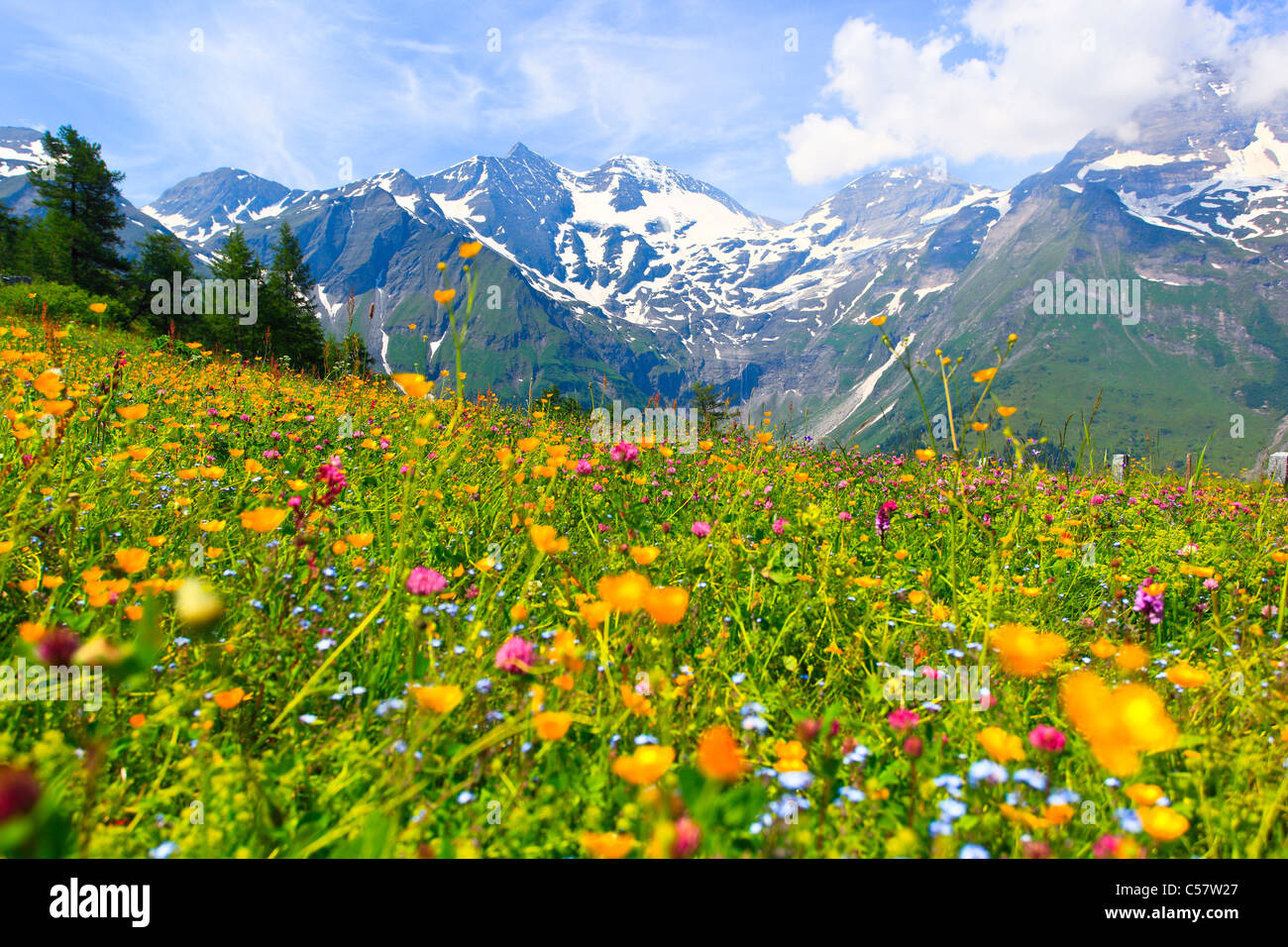 Soir, cauchemar, Alpes, fleurs des Alpes, flore alpine, Alpes, montagne, massif de montagne, panorama de montagnes, les fleurs, Banque D'Images
