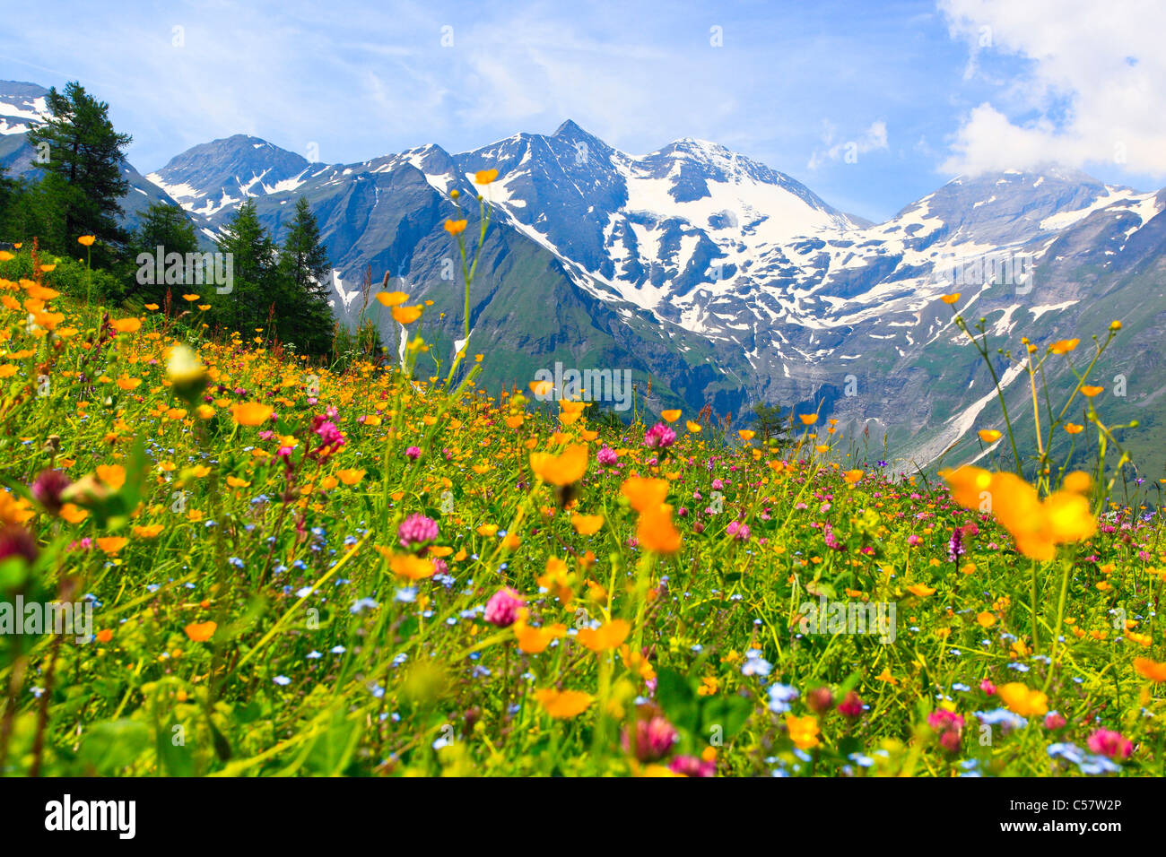 Soir, cauchemar, Alpes, fleurs des Alpes, flore alpine, Alpes, montagne, massif de montagne, panorama de montagnes, les fleurs, Banque D'Images