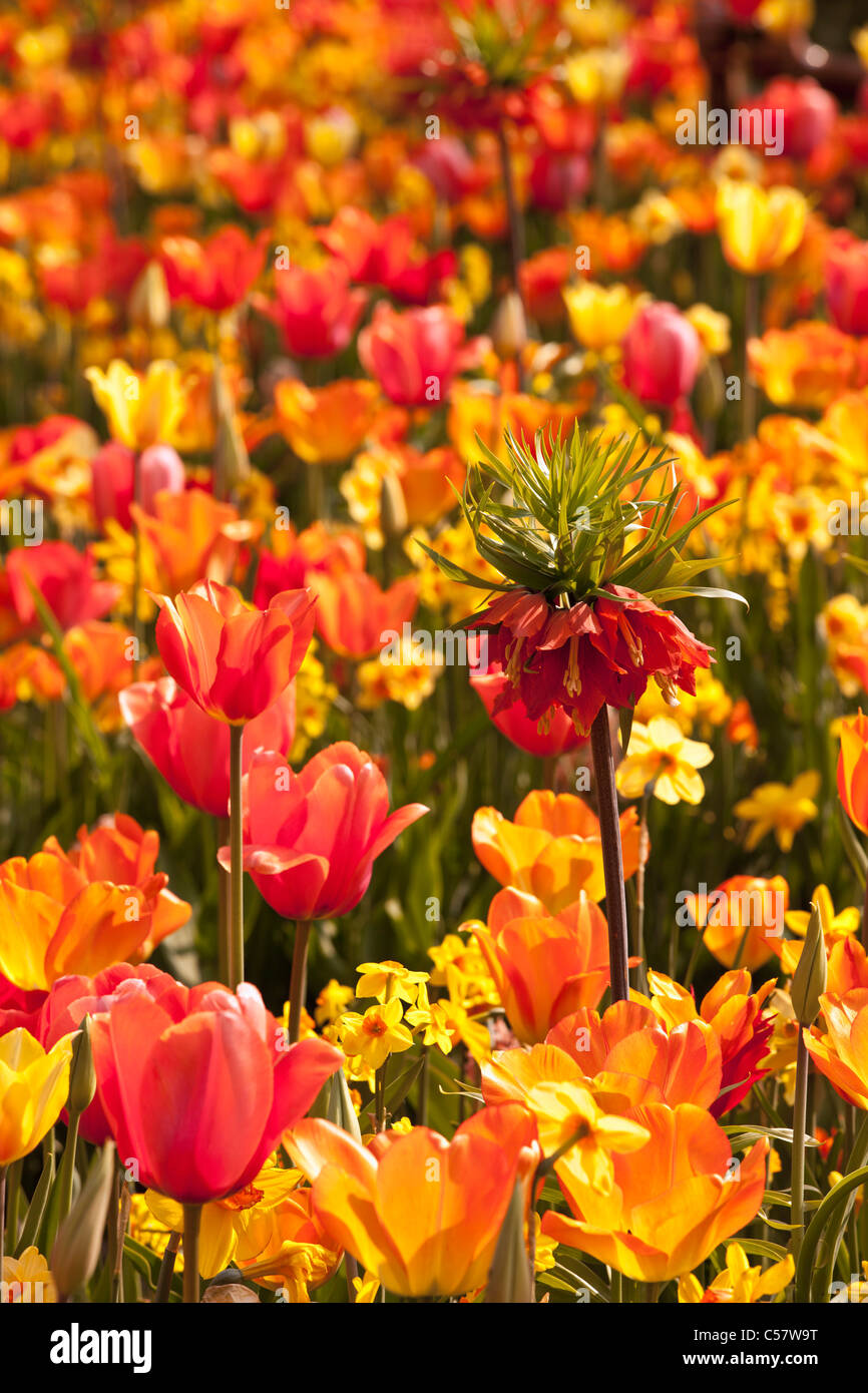 Les Pays-Bas, lisse, jardin de fleurs Keukenhof, principalement Tulip. Banque D'Images