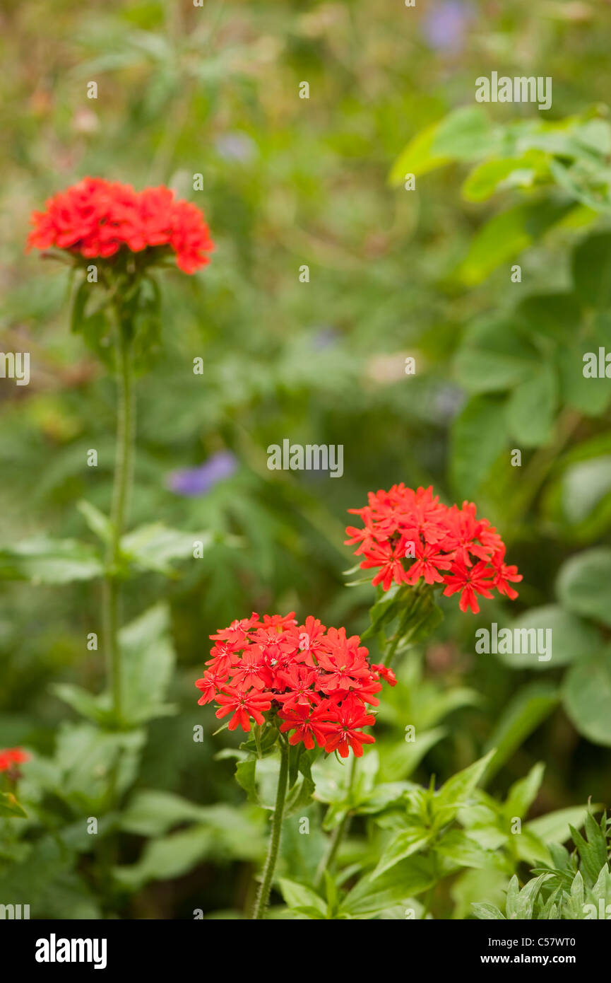 Lychnis chalcedonica, croix de Malte Fleur, en fleurs Banque D'Images